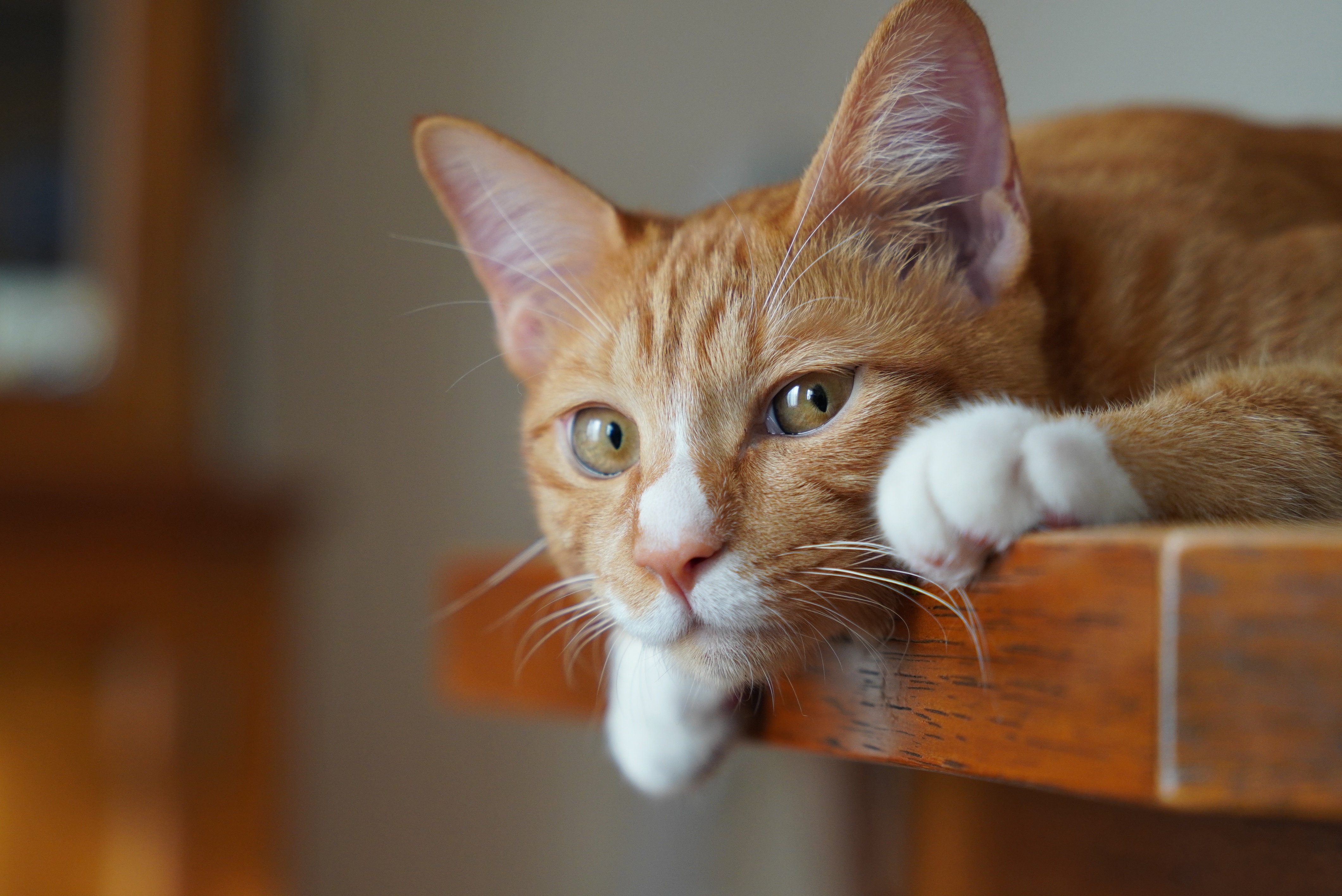 Orange tabby cat lying on a wooden surface HD Wallpaper