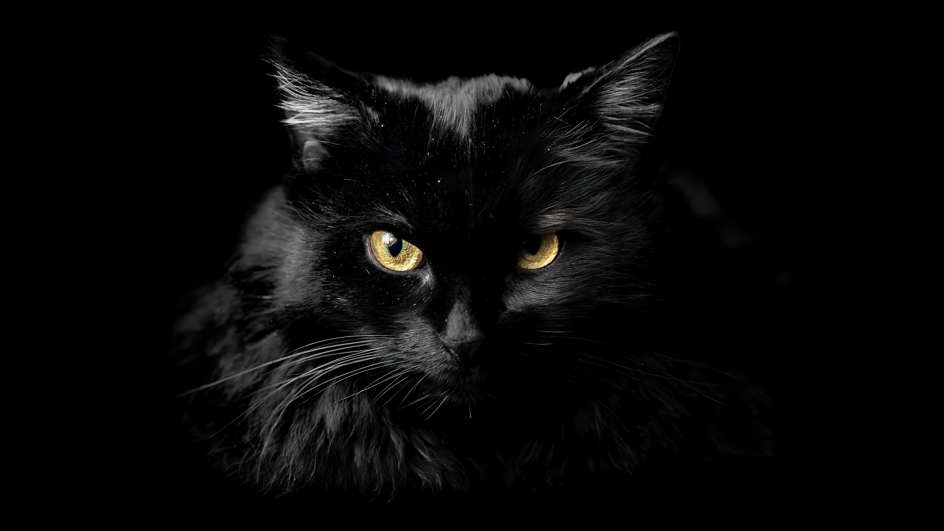 Black cat with yellow eyes 4K HD Wallpaper