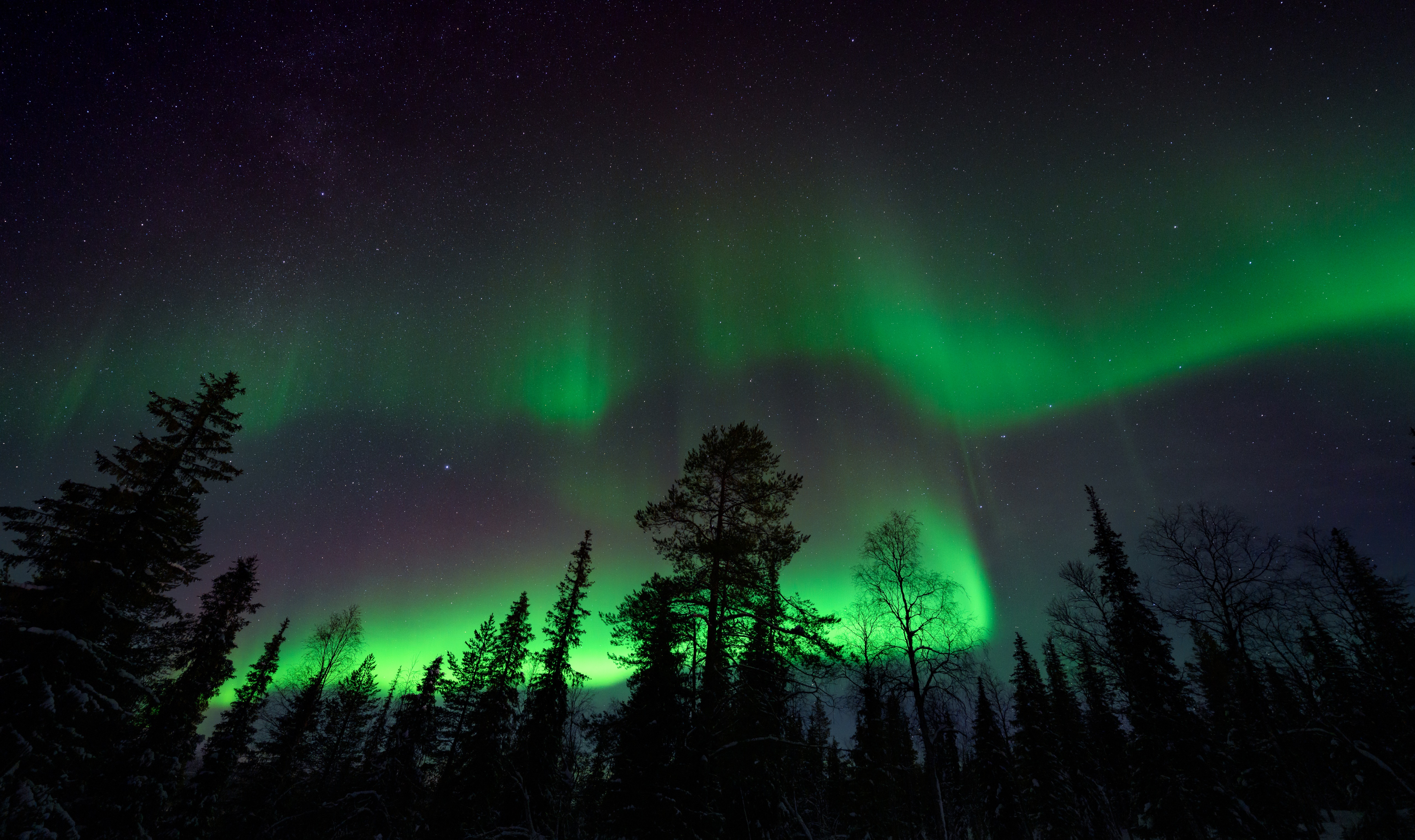 Aurora Borealis over Finnish forest at night HD Wallpaper