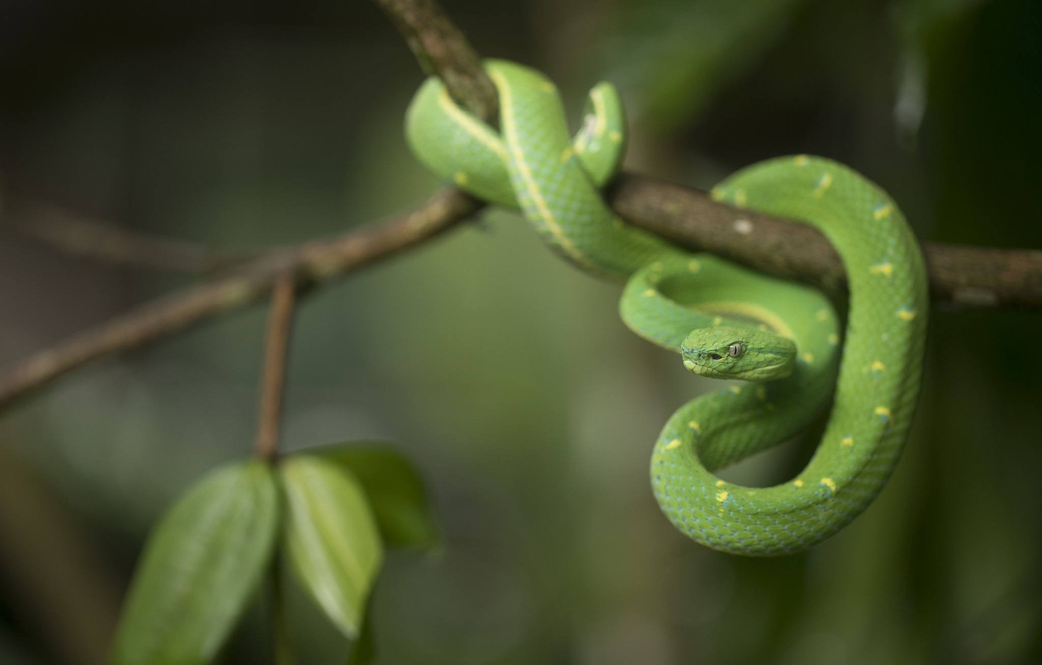 Green pit viper coiled on a branch HD Wallpaper