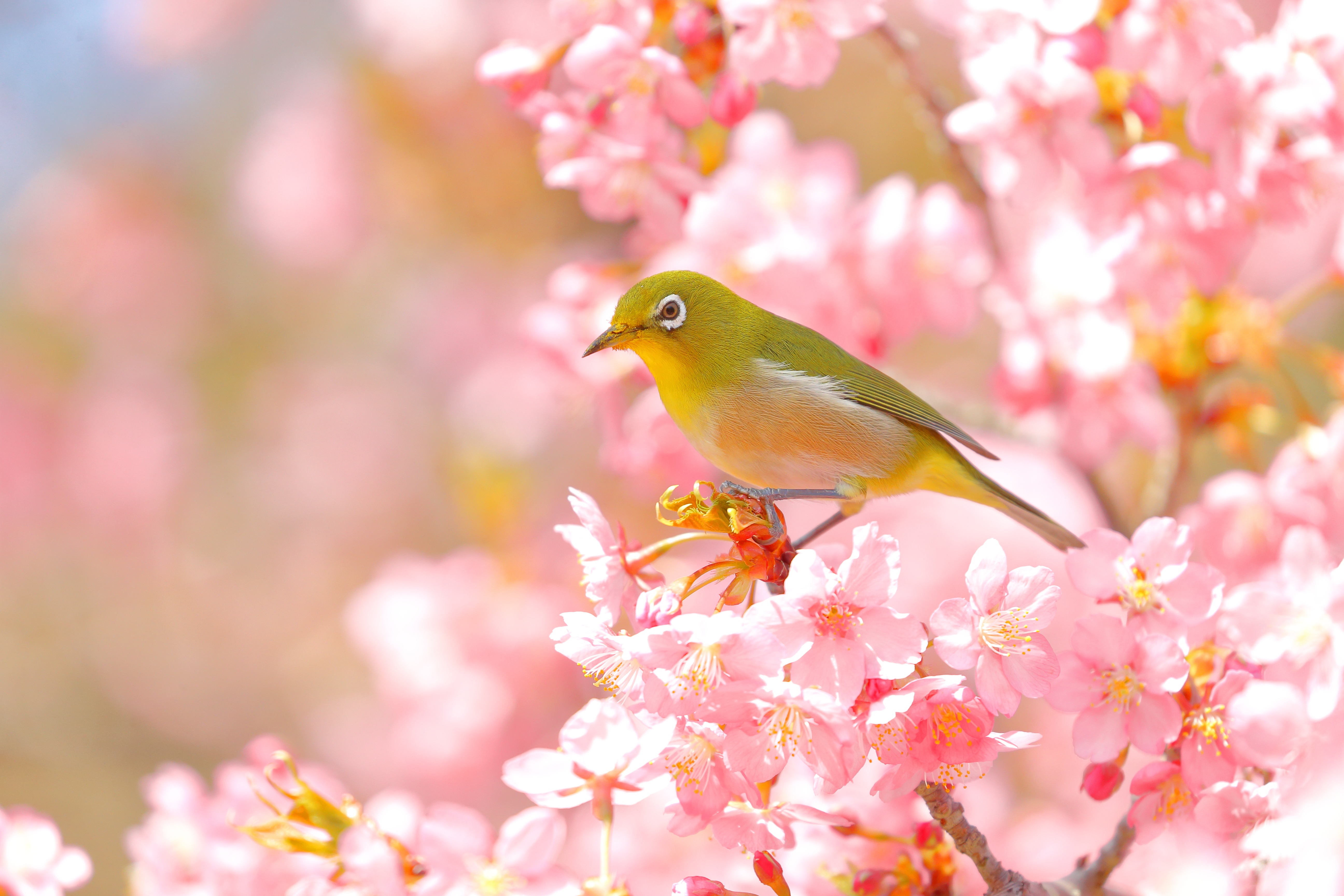Japanese White-eye Bird on Cherry Blossom Branch HD Wallpaper