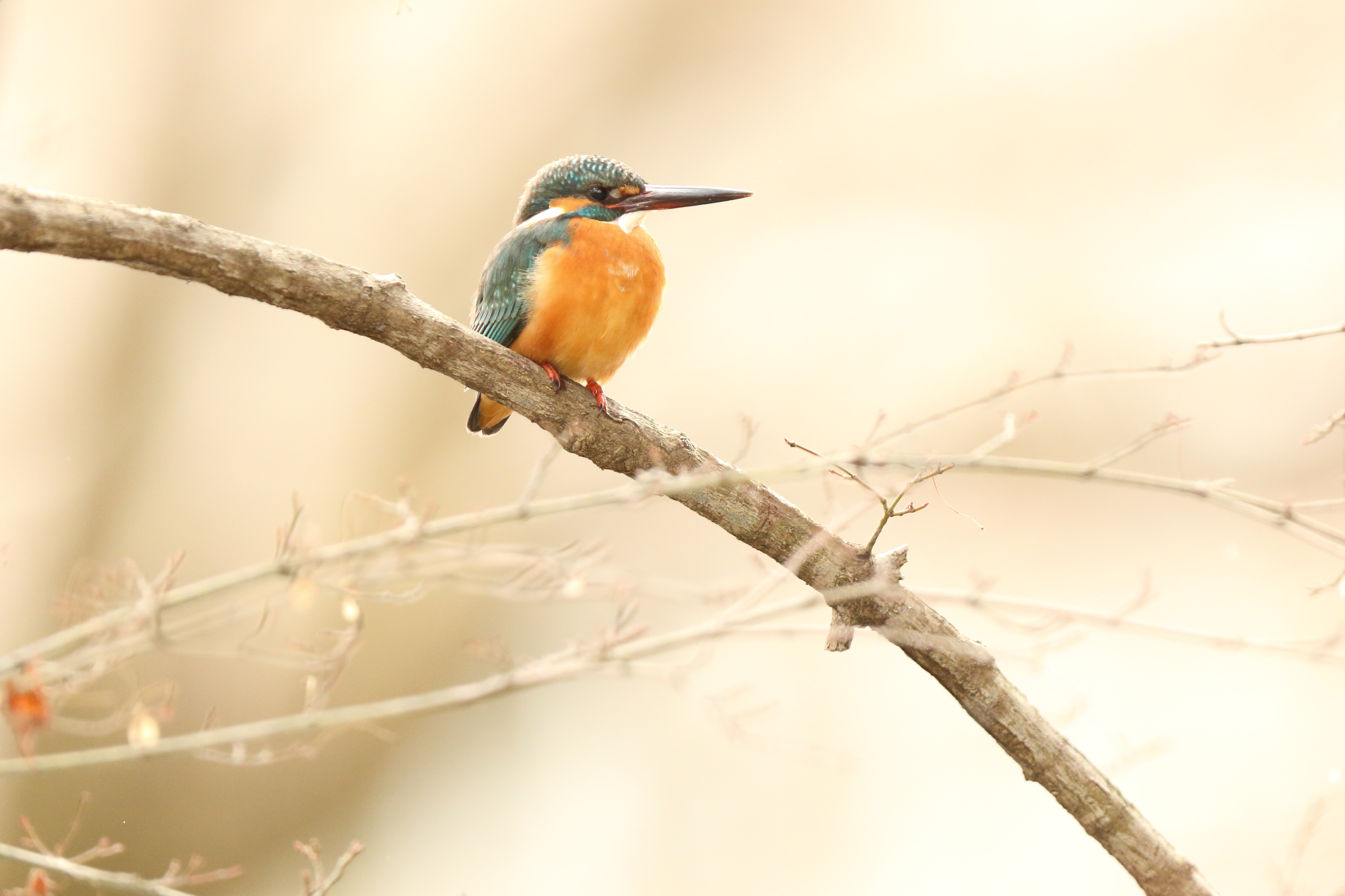 Common Kingfisher perched on a branch 4K HD Wallpaper
