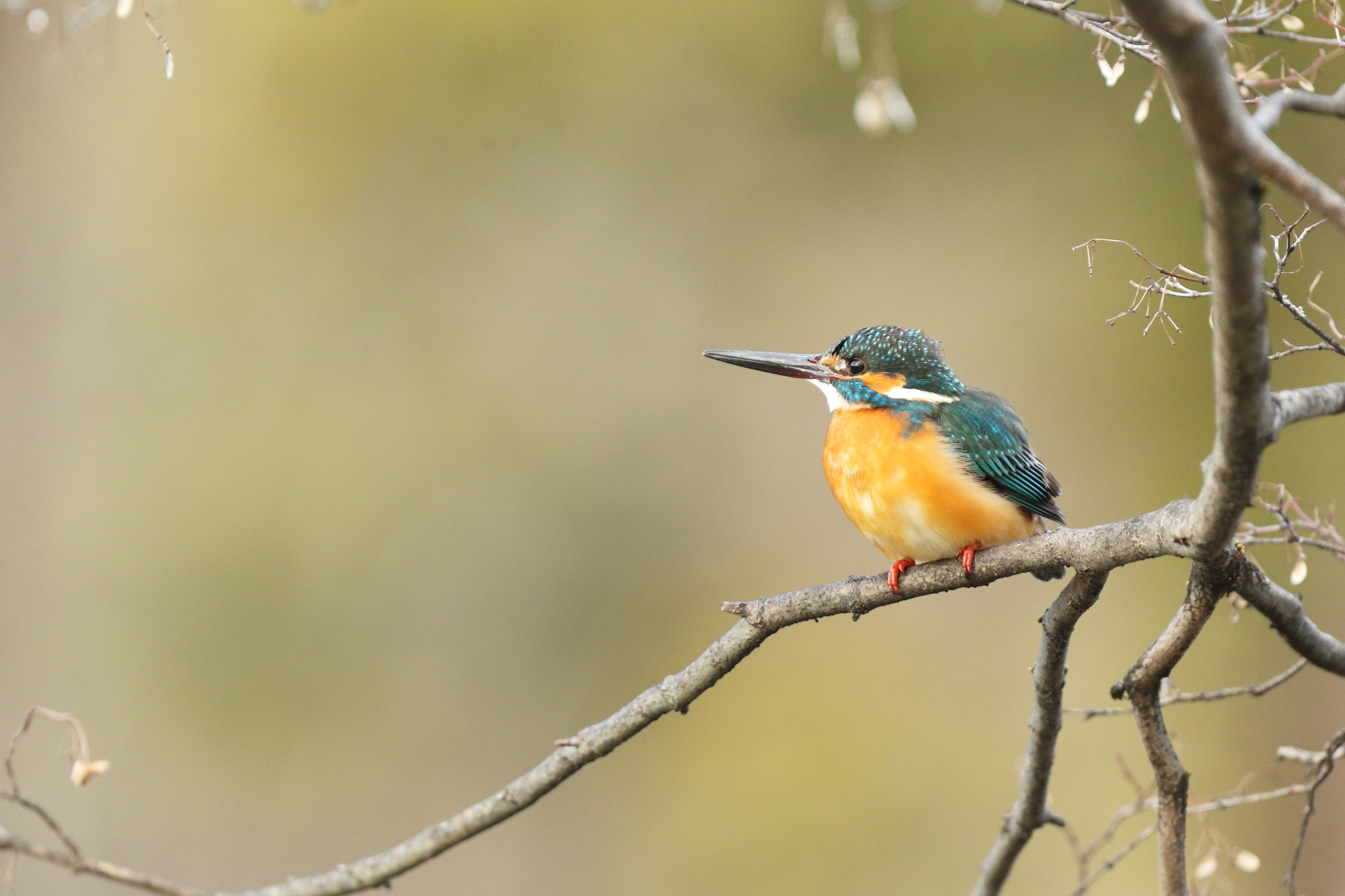 Common Kingfisher perched on a branch HD Wallpaper