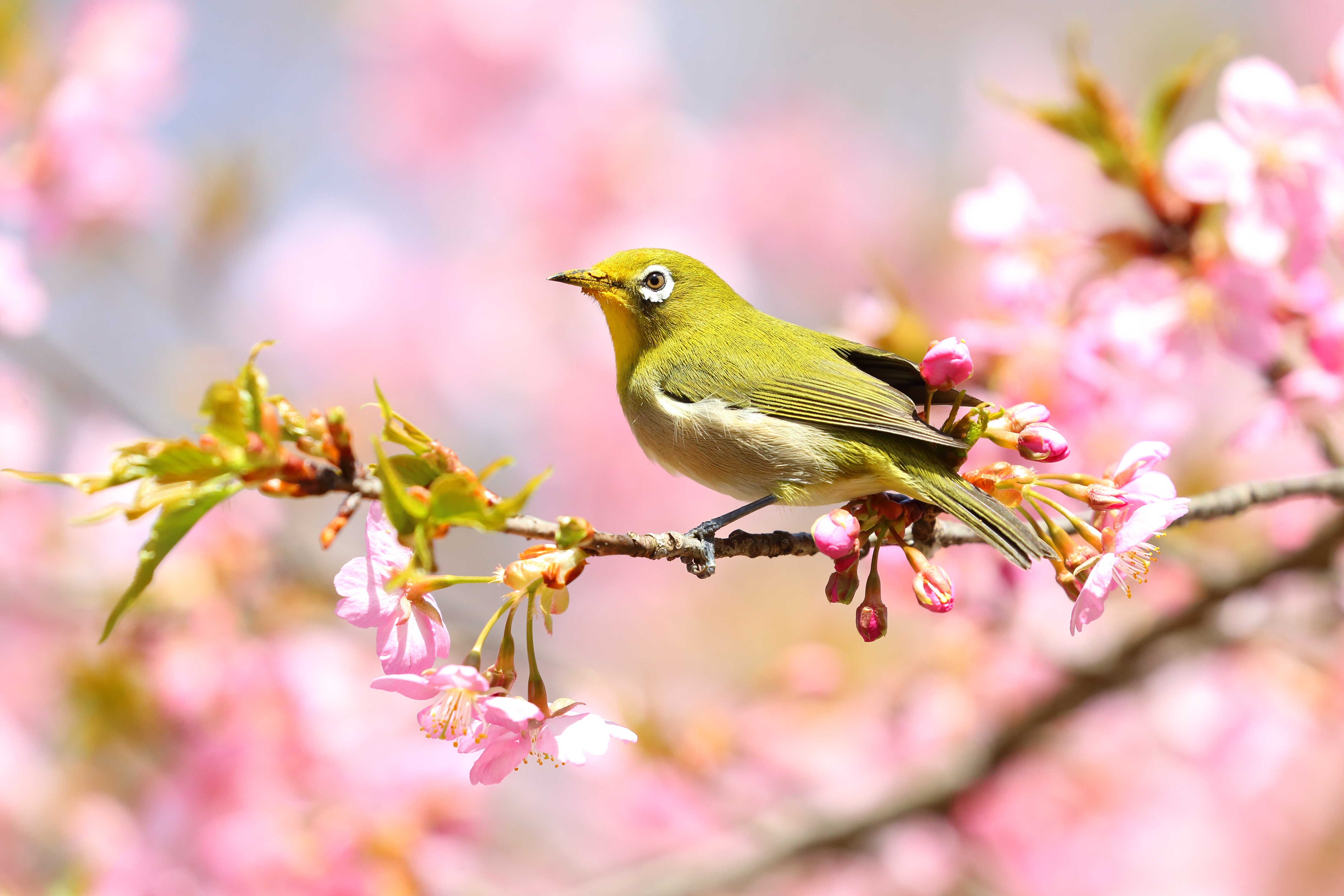 Japanese White-eye Bird on Cherry Blossom Branch 4K HD Wallpaper
