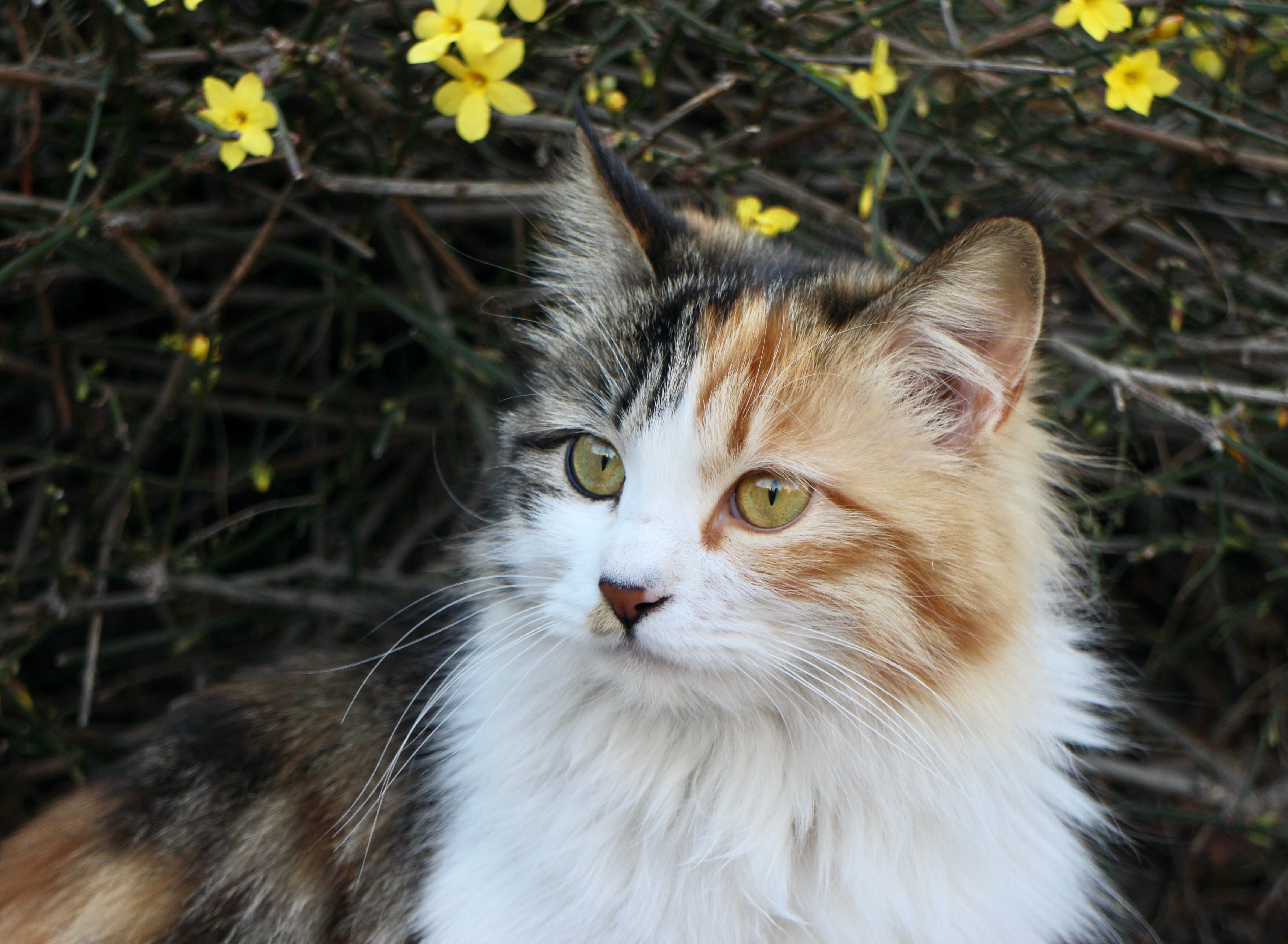 Calico cat with yellow flowers 4K HD Wallpaper