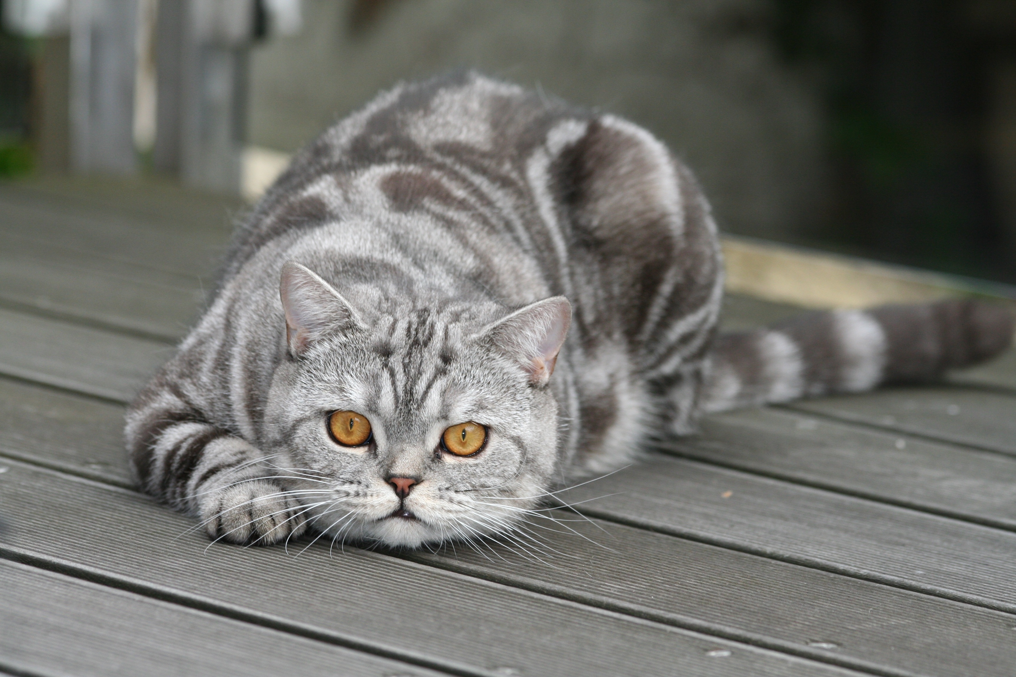Silver tabby cat lying on wooden deck HD Wallpaper