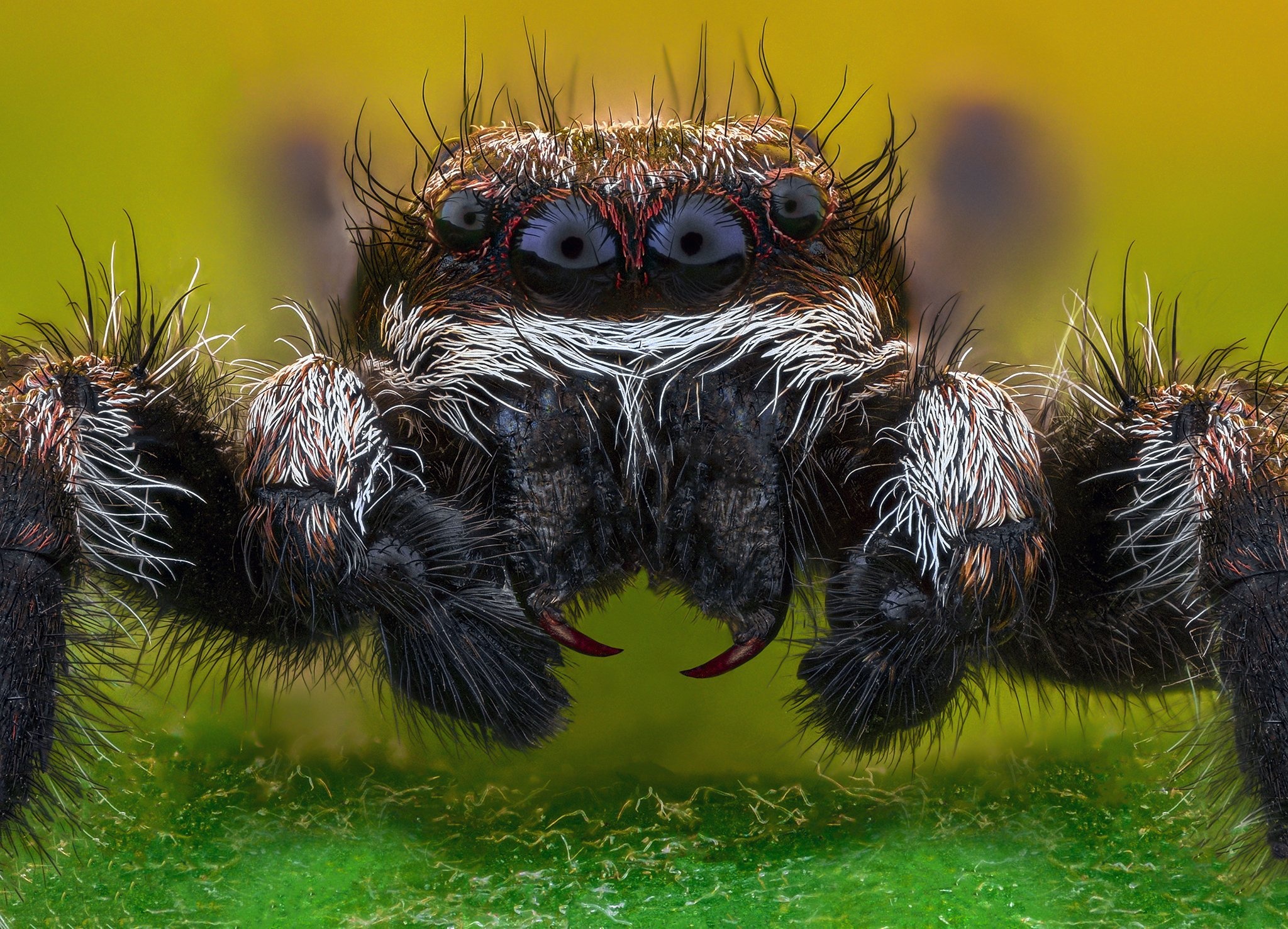 Extreme close-up of a jumping spider HD Wallpaper