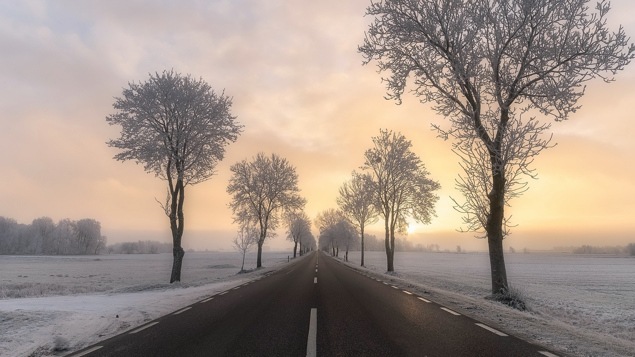A road lined with frosted trees in winter HD Wallpaper