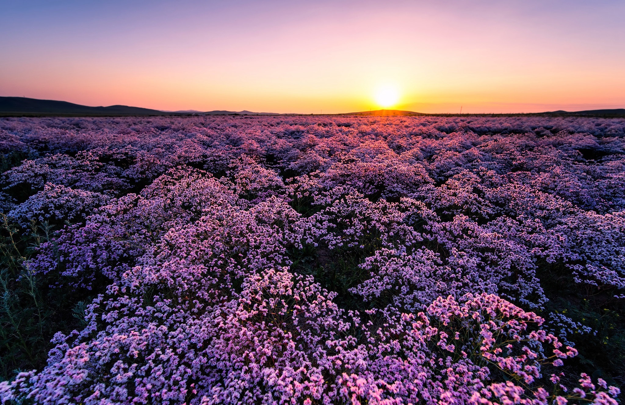 Field of pink flowers at sunrise HD Wallpaper