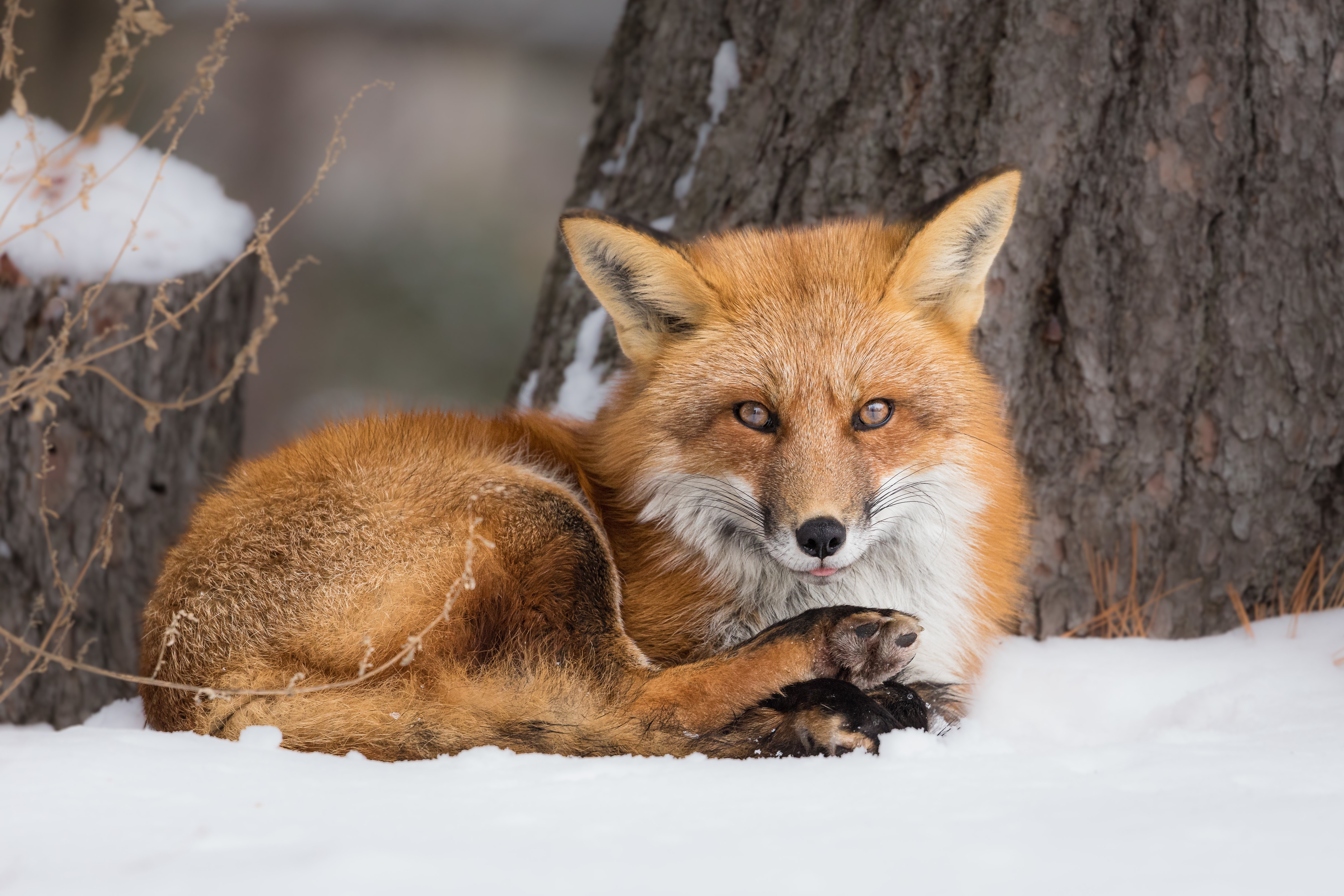 Red Fox in Snow HD Wallpaper
