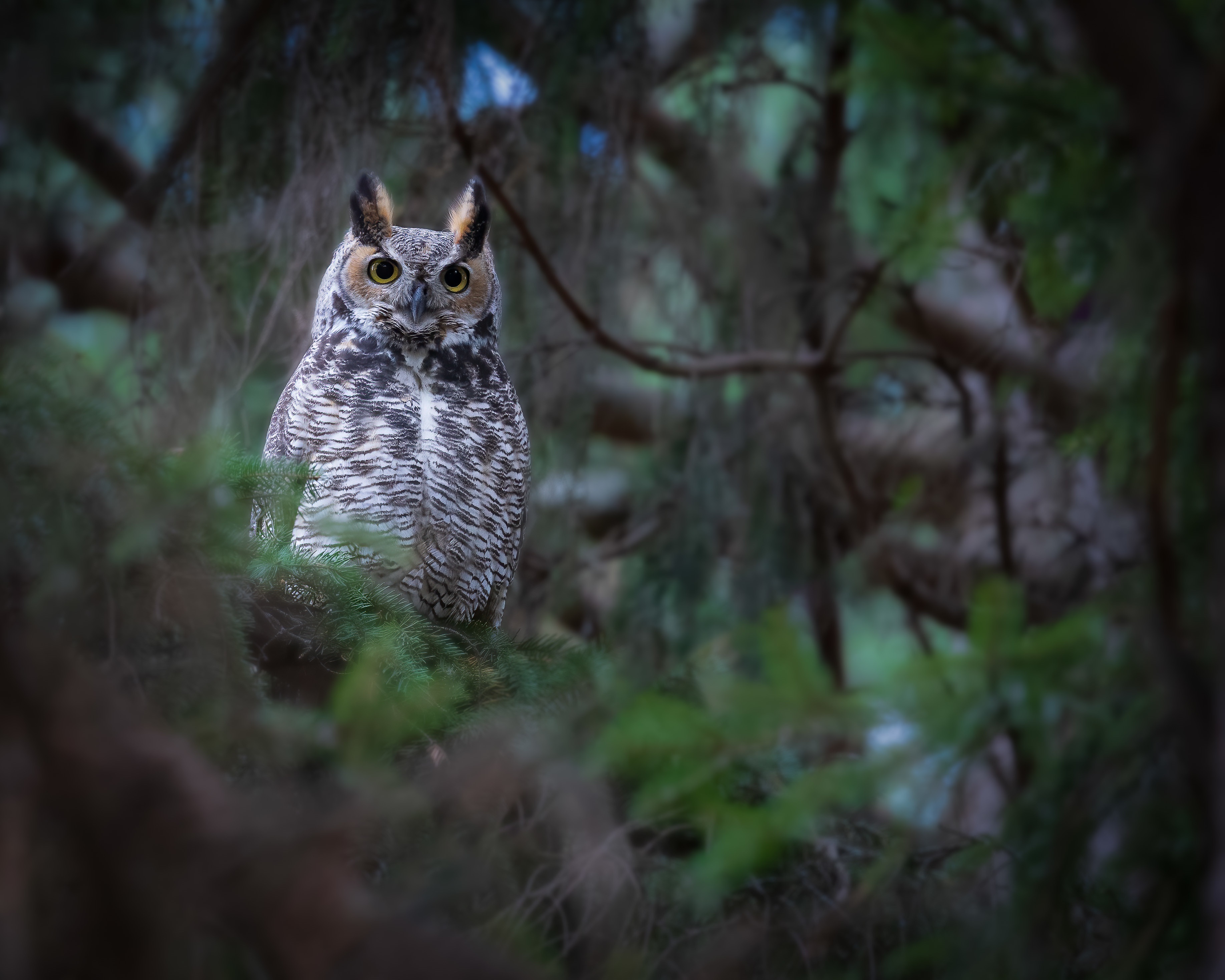 Great Horned Owl perched on a tree branch HD Wallpaper