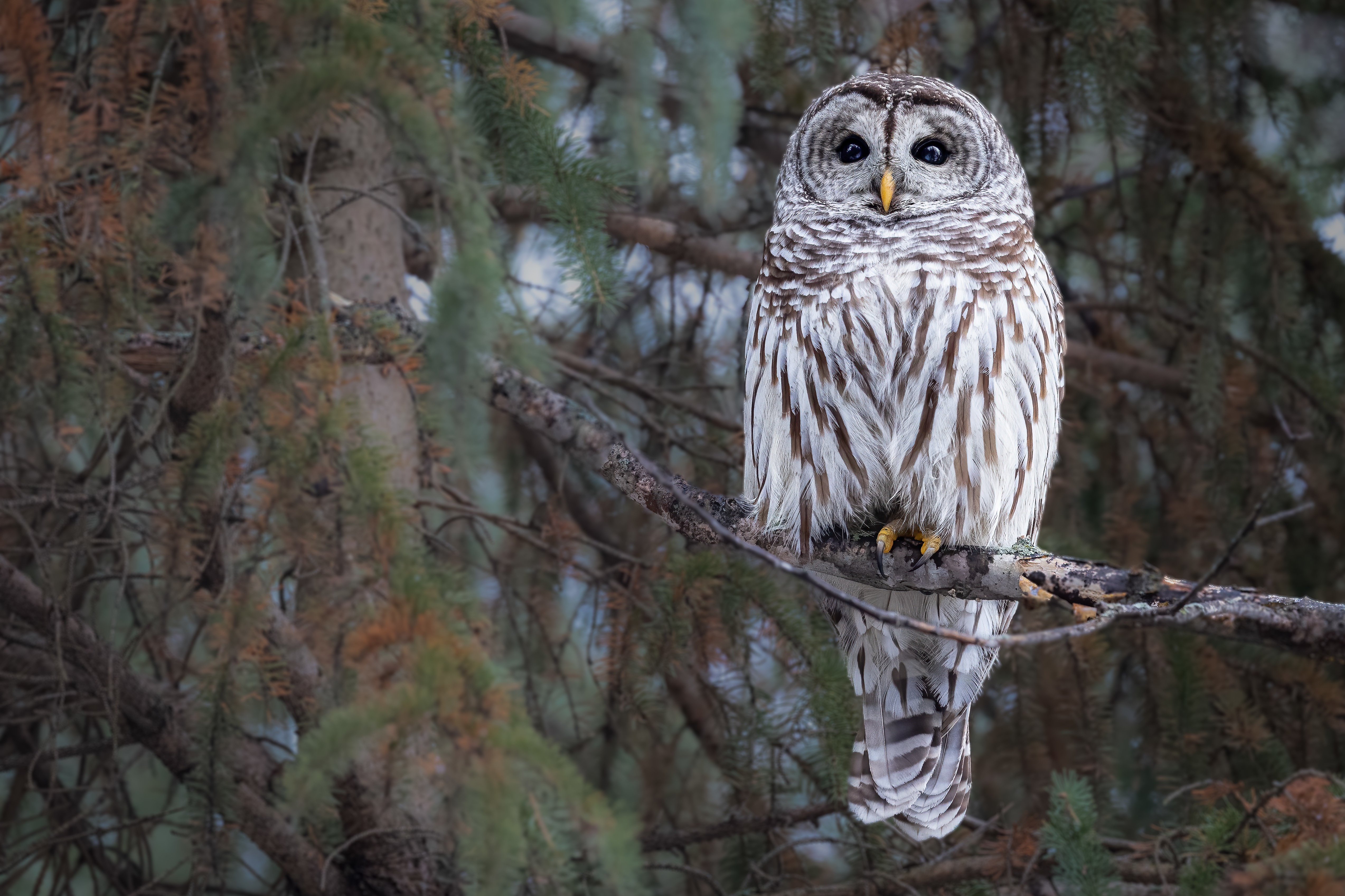 Barred Owl perched on a branch HD Wallpaper