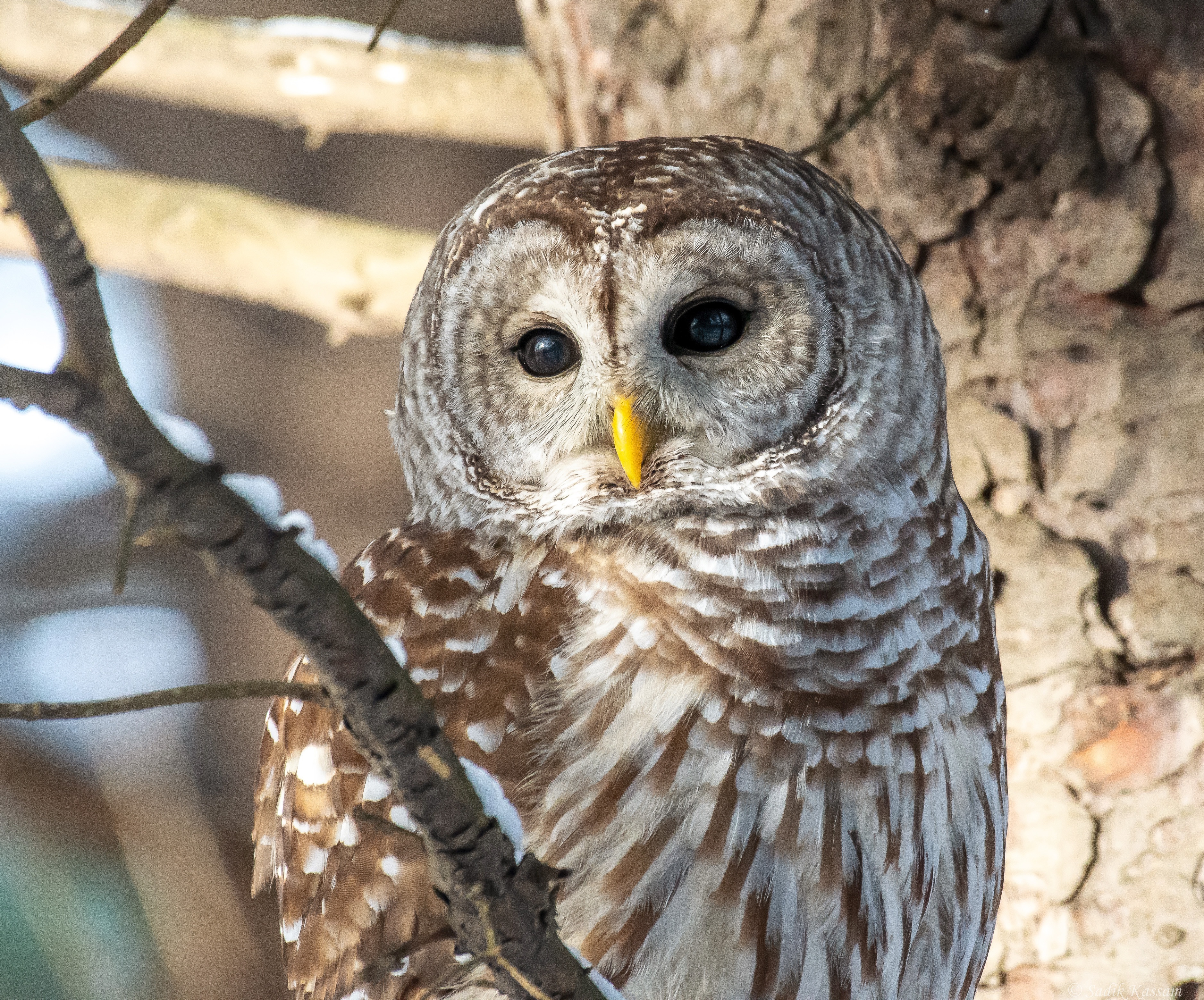Barred owl perched on a tree branch HD Wallpaper