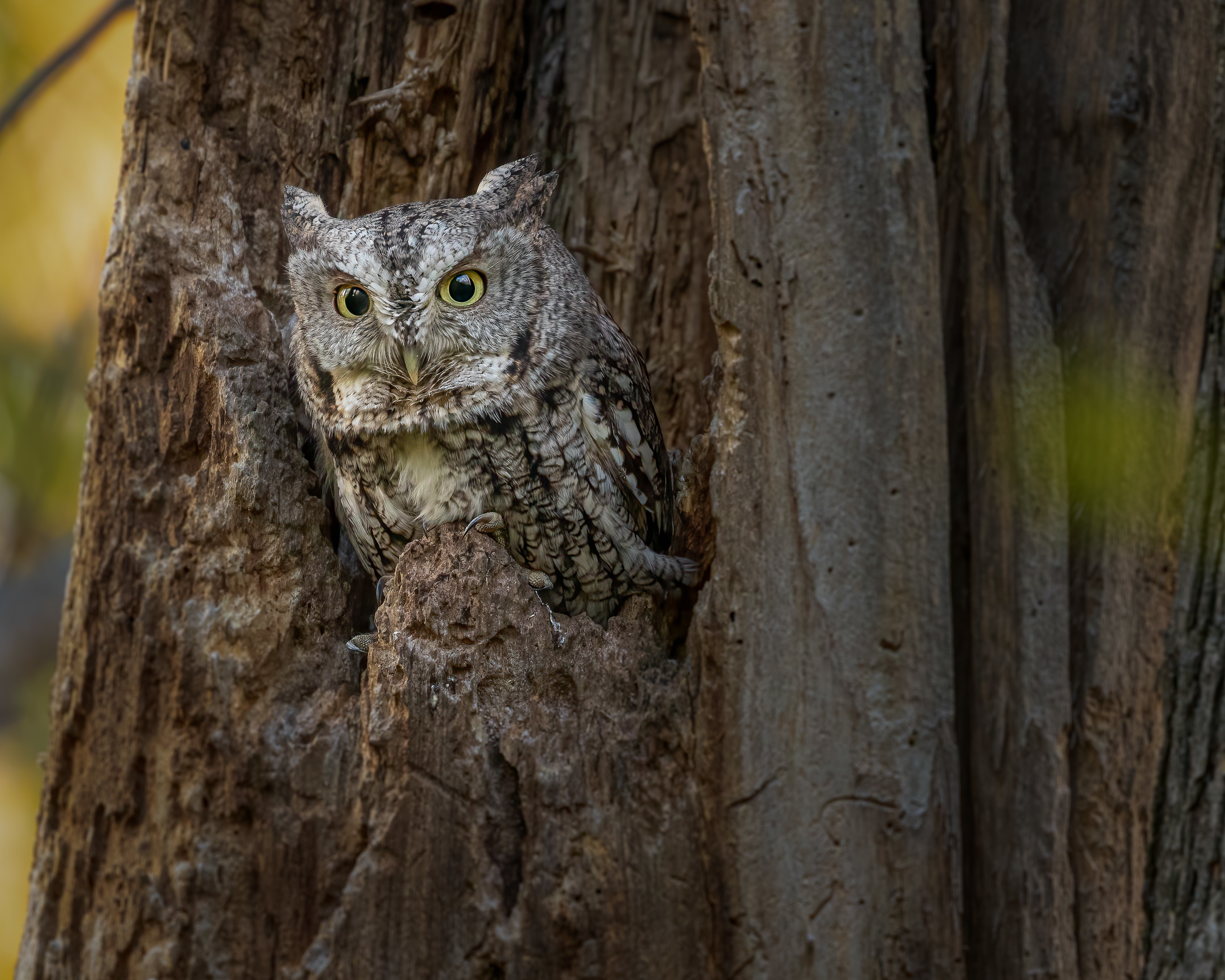 Eastern Screech Owl in a Tree Cavity 4K HD Wallpaper