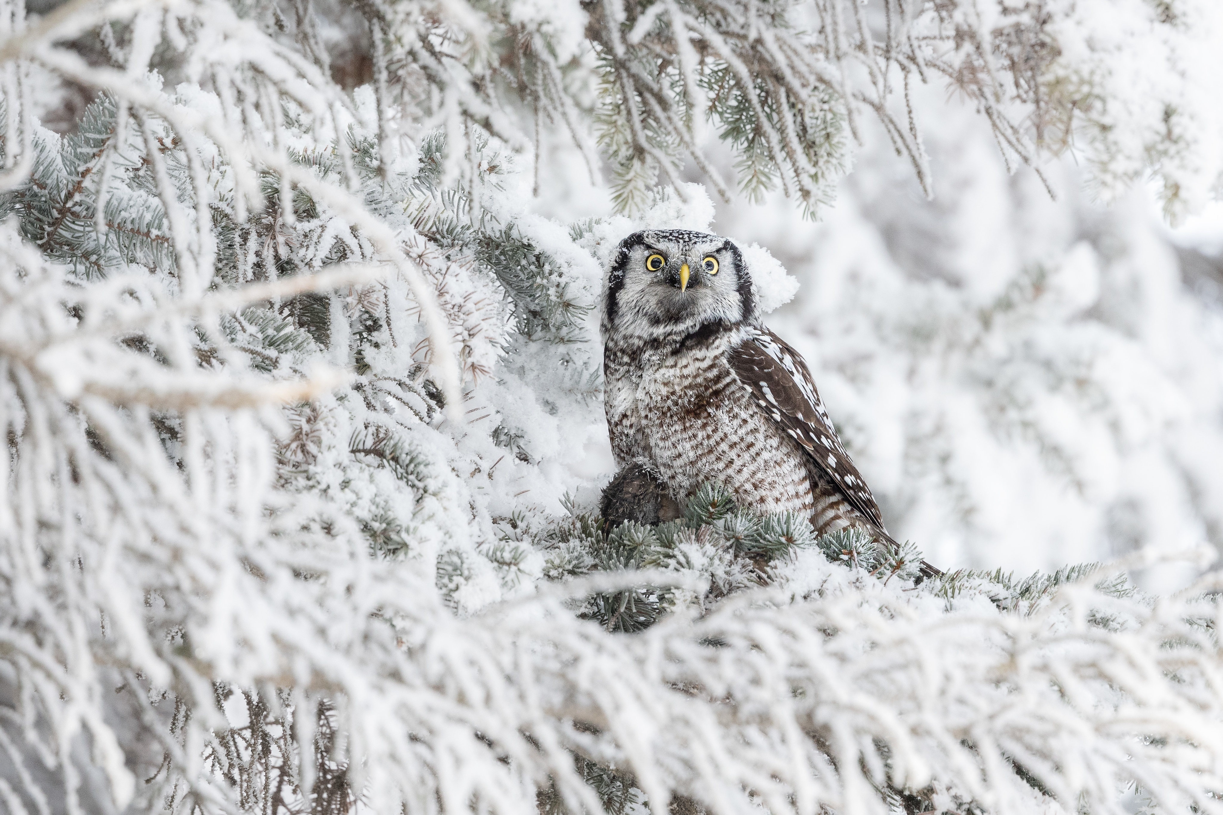 Northern Hawk Owl in Snowy Forest 4K HD Wallpaper
