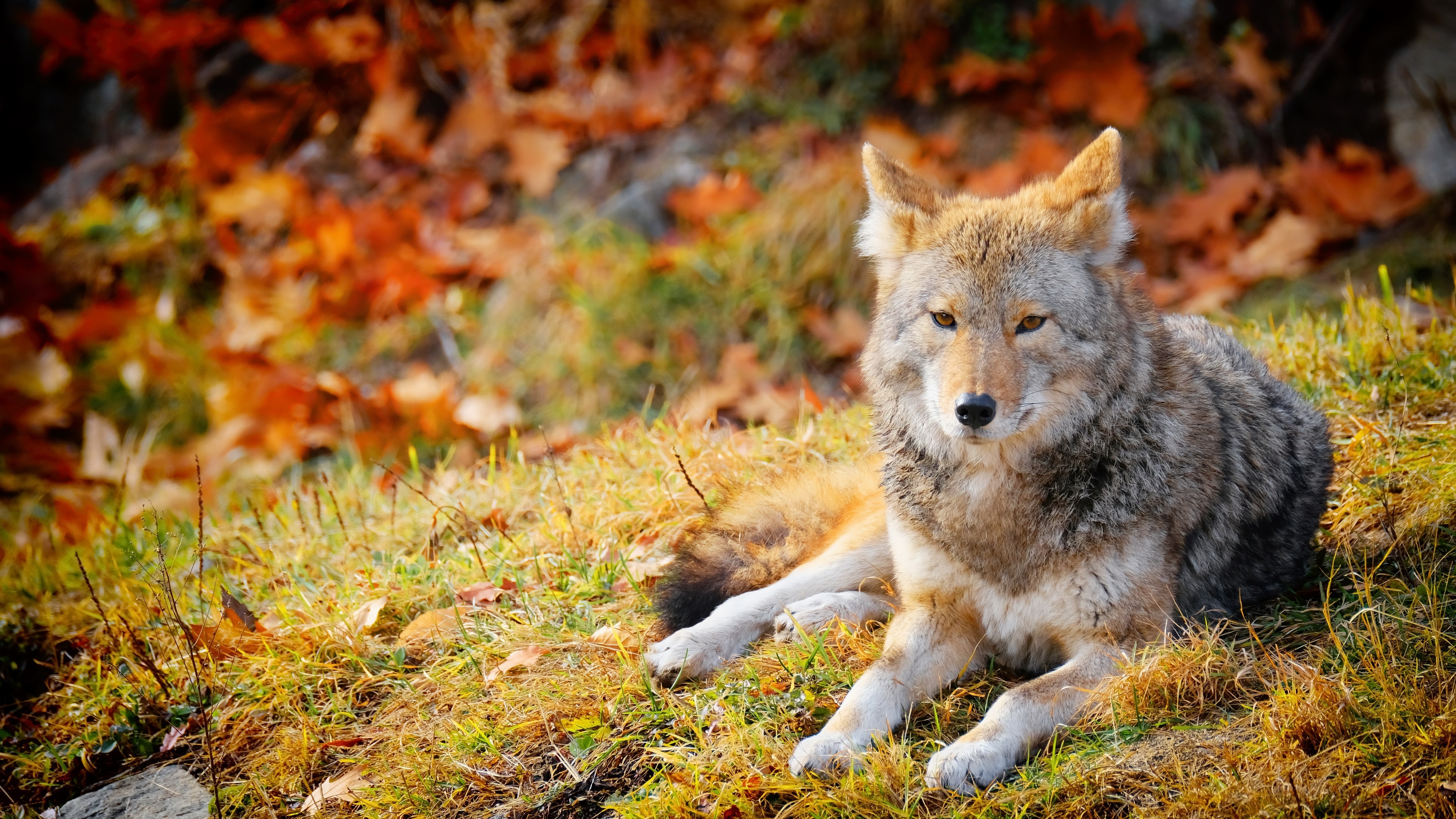 Coyote in Autumn Forest 4K HD Wallpaper