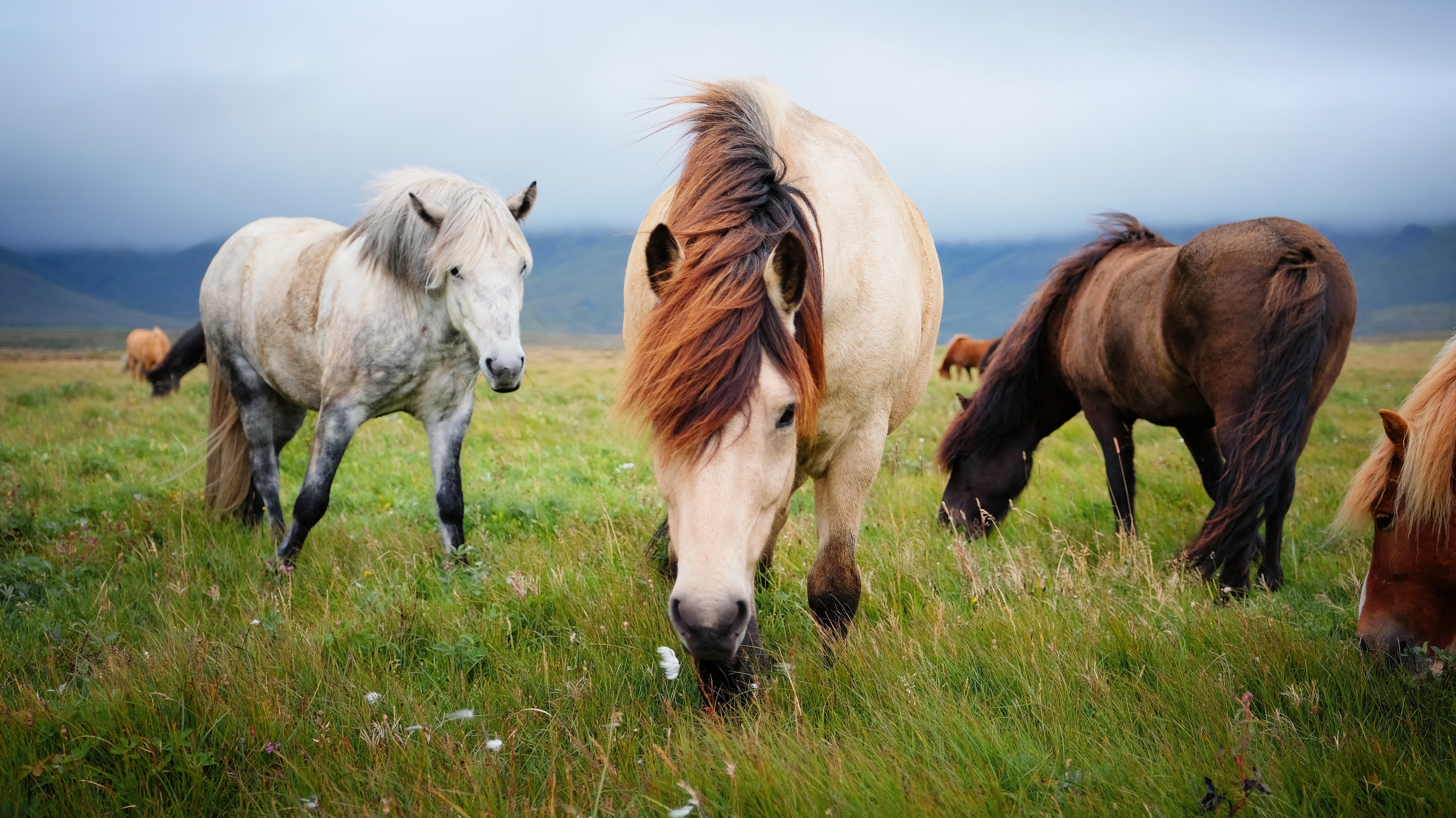 Horses grazing in a field HD Wallpaper