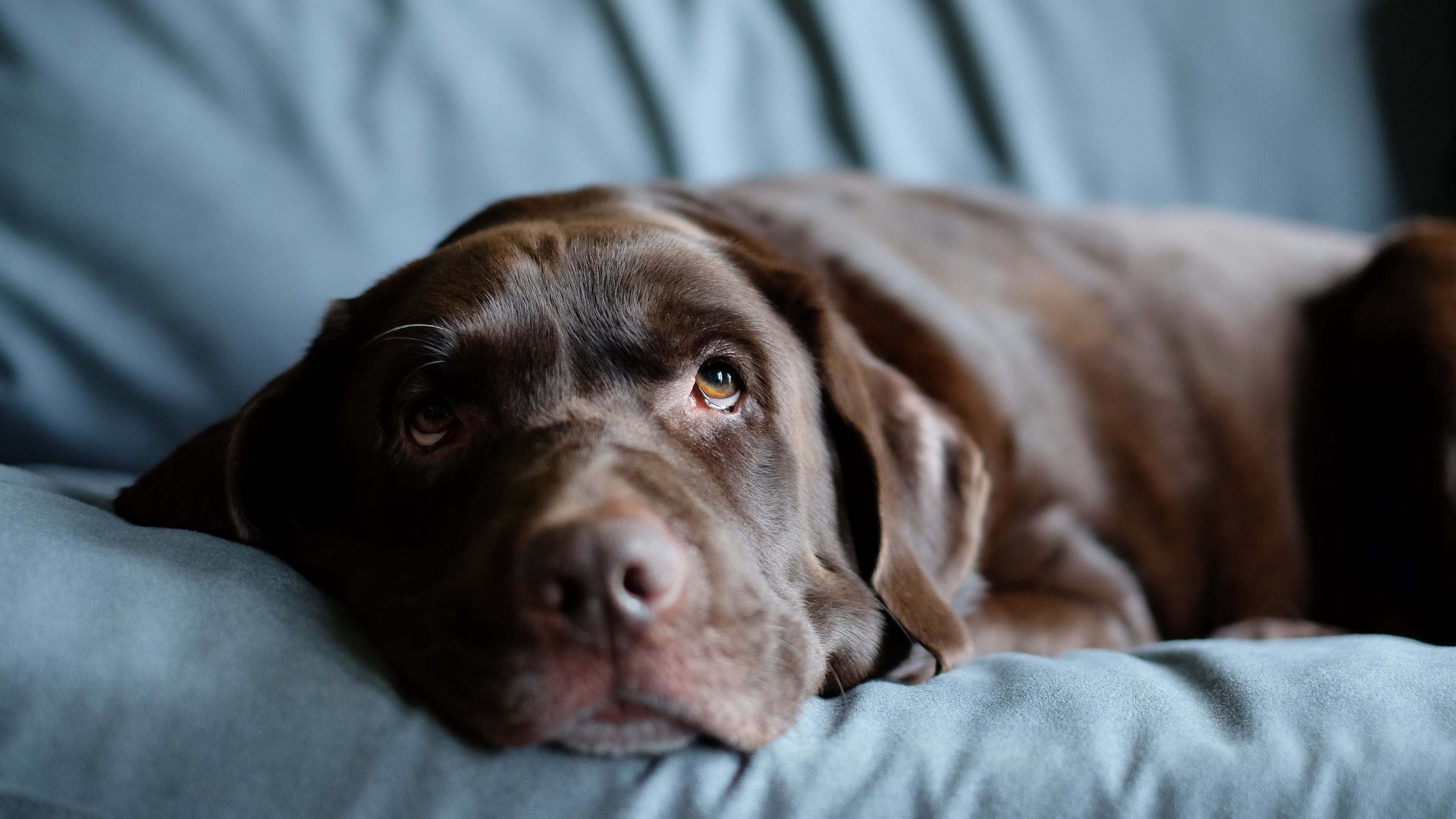Chocolate Labrador Dog Resting on Couch HD Wallpaper