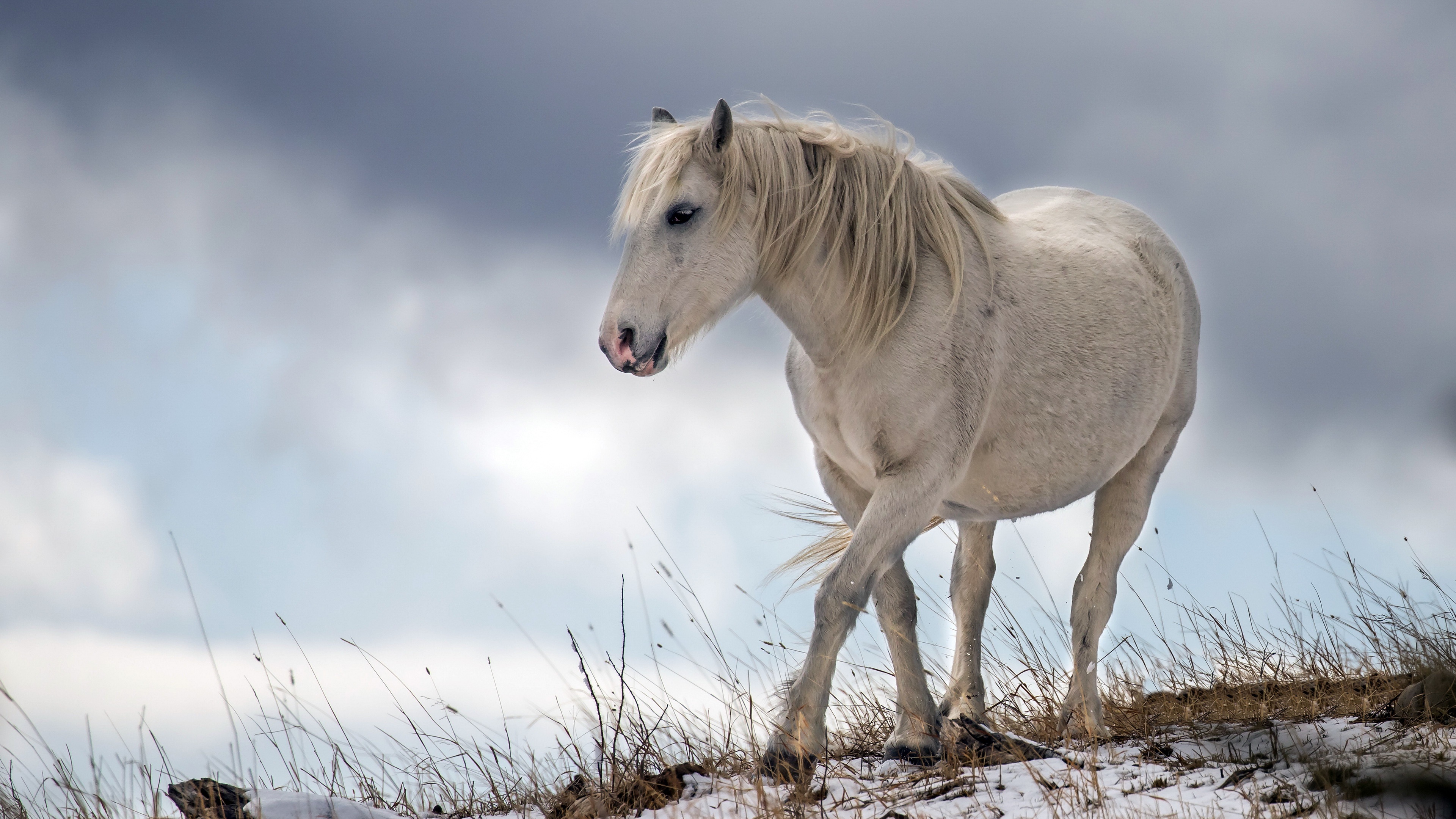 White Horse in Snowy Landscape 4K HD Wallpaper