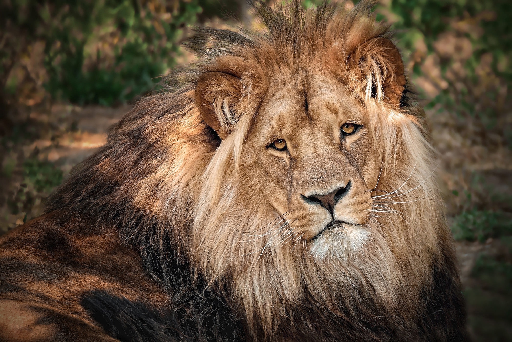 Close-up of a male lion's face HD Wallpaper