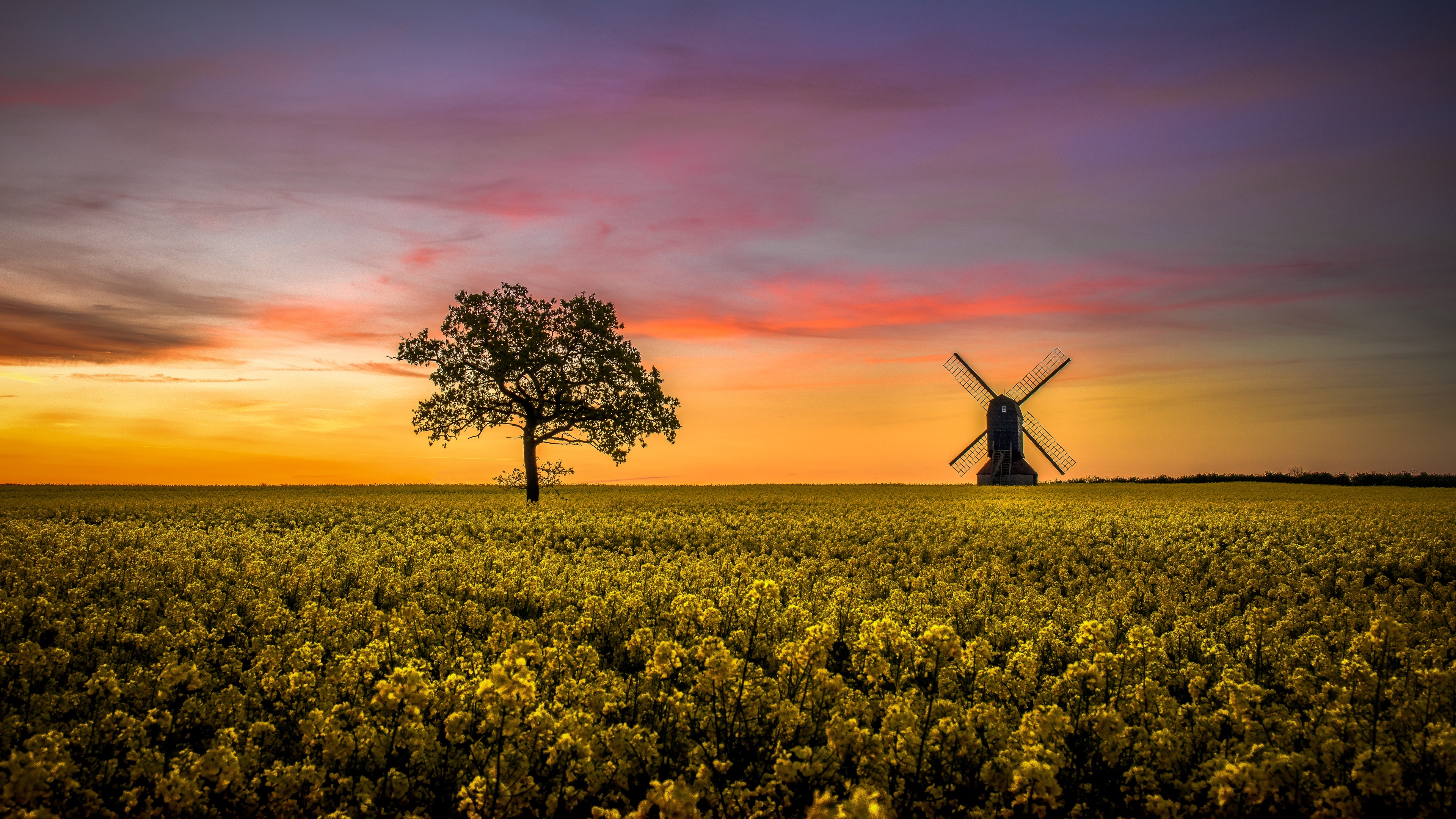 Field of Rapeseed with Tree and Windmill at Sunset HD Wallpaper