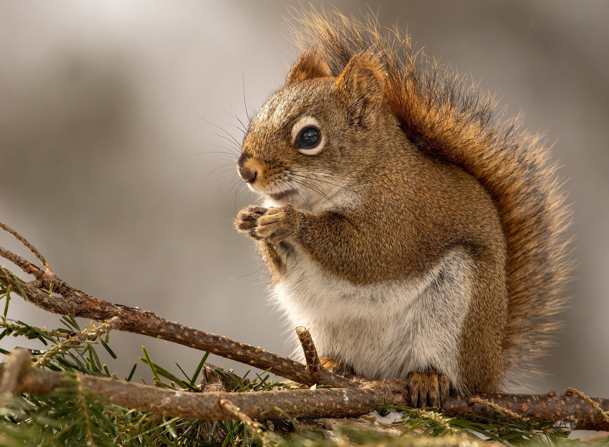 Red Squirrel Eating on a Pine Branch HD Wallpaper