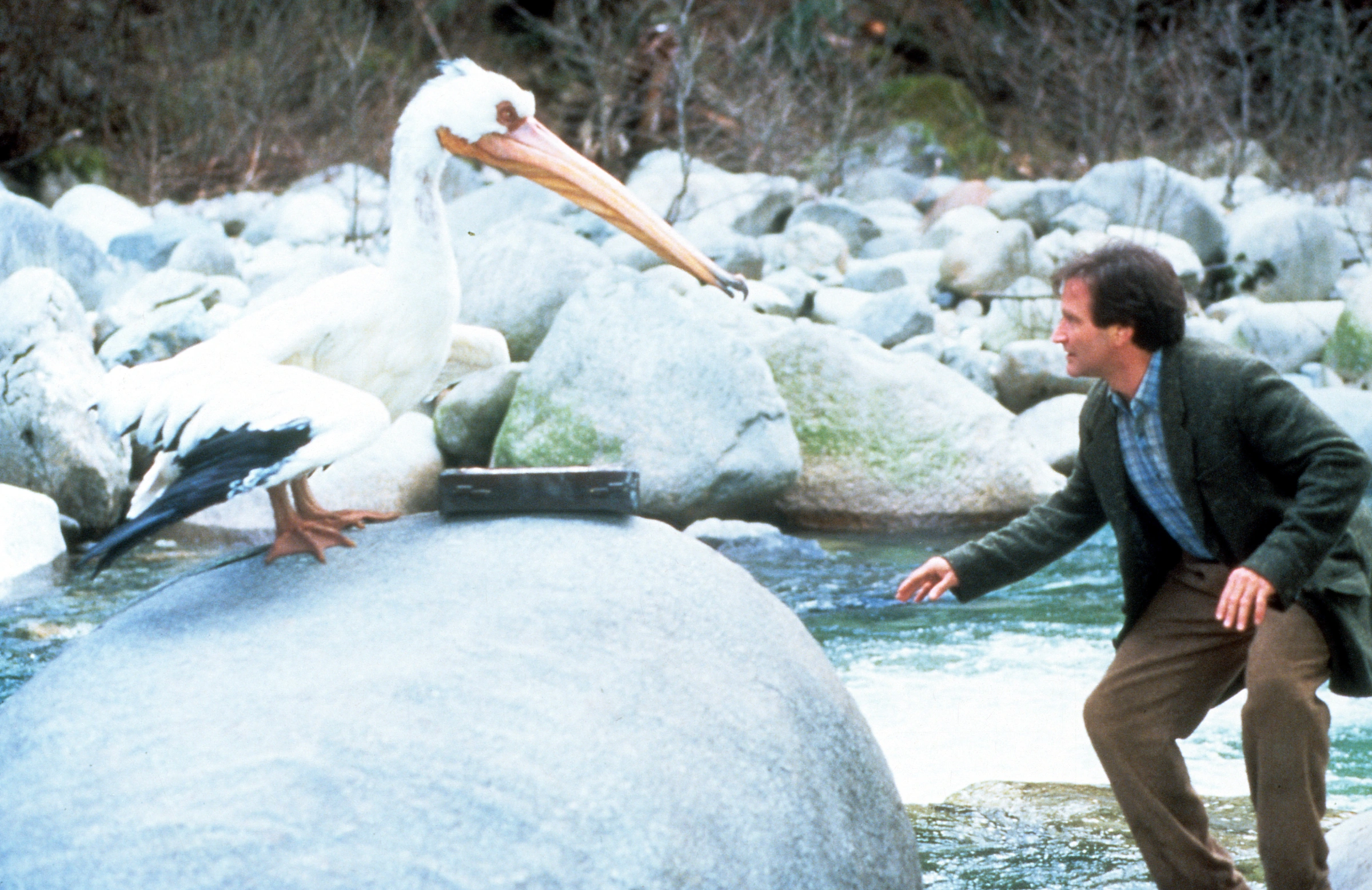 Robin Williams and a pelican by a river HD Wallpaper
