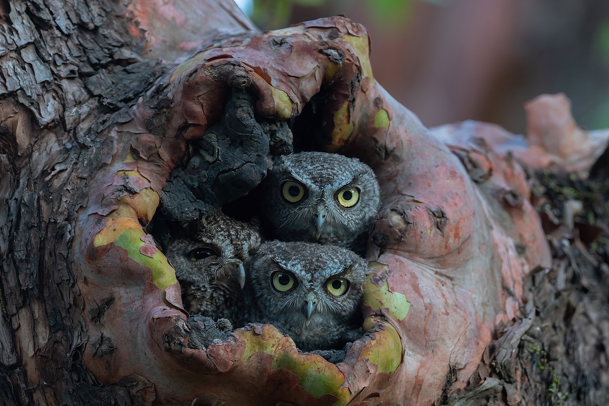 Three owls peeking from a tree hollow HD Wallpaper