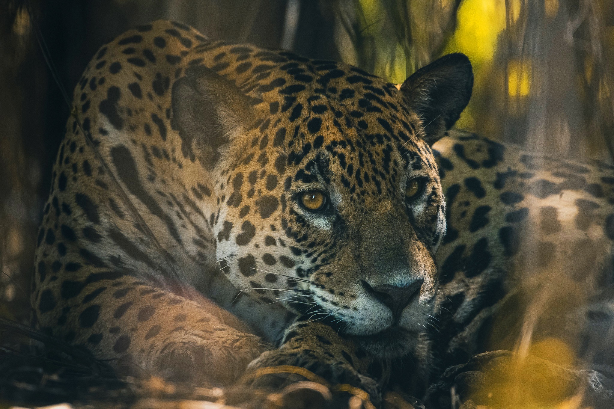 Jaguar resting in foliage HD Wallpaper