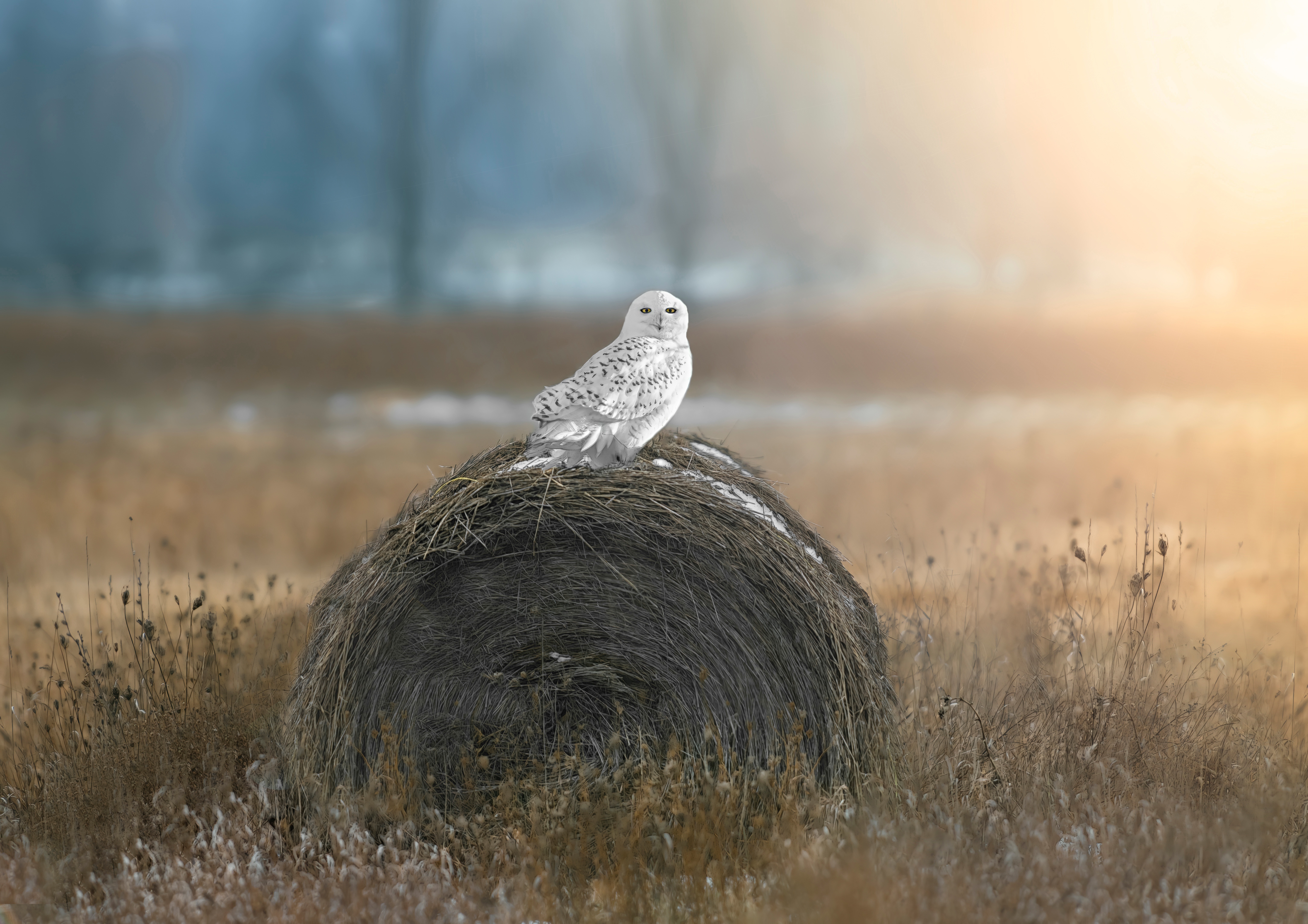 Snowy Owl on Hay Bale in Winter Field 4K HD Wallpaper