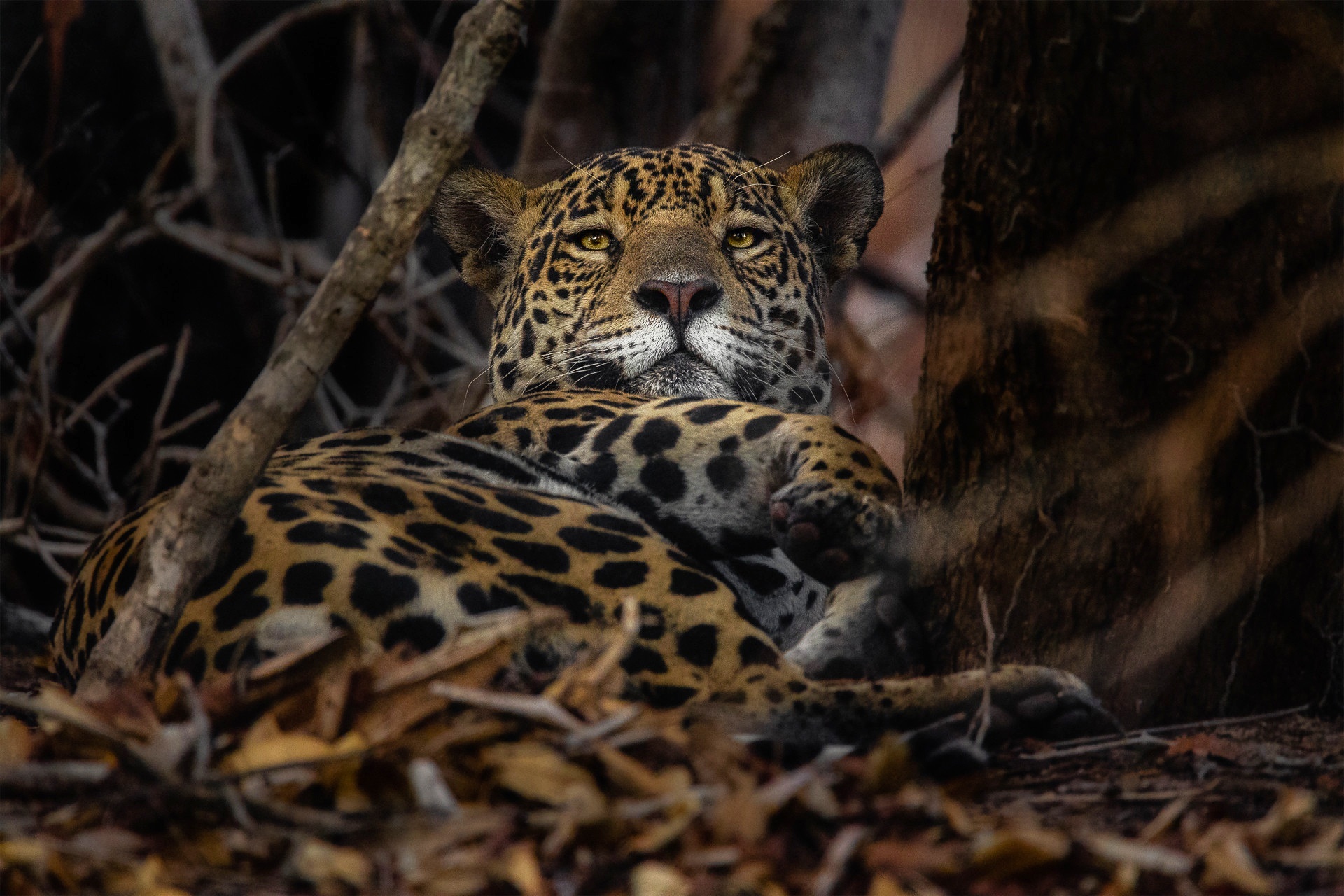 Jaguar resting in a forest HD Wallpaper