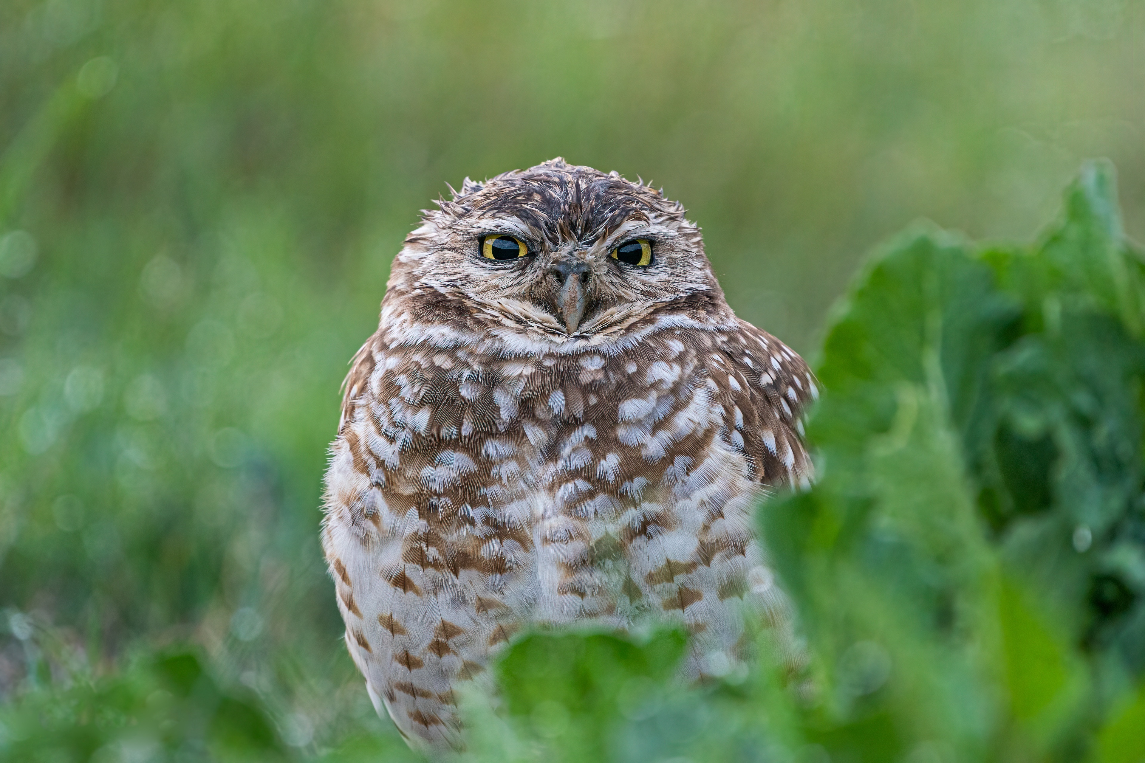 Burrowing Owl in green grass 4K HD Wallpaper