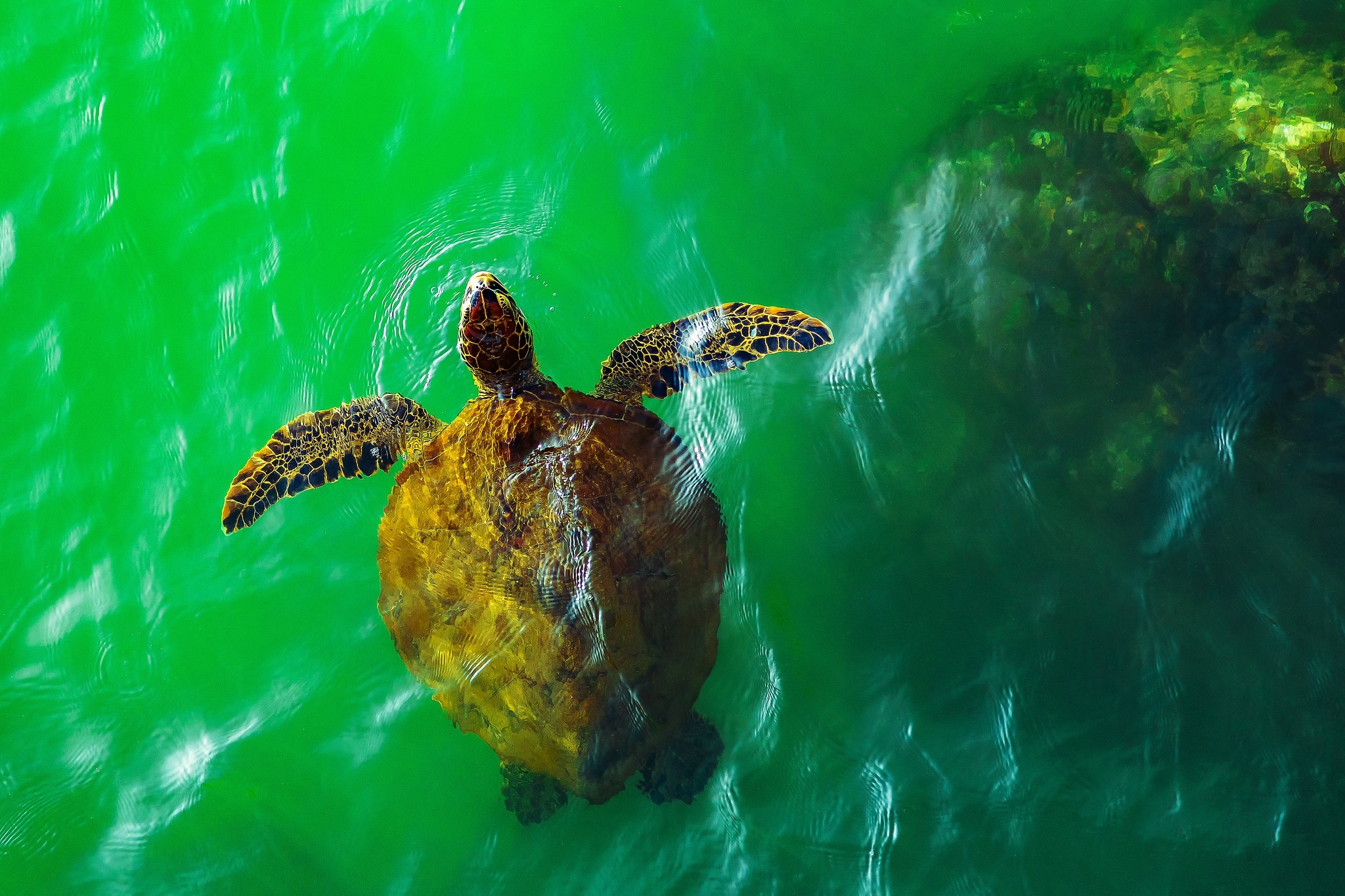 Sea Turtle Swimming in Green Water HD Wallpaper