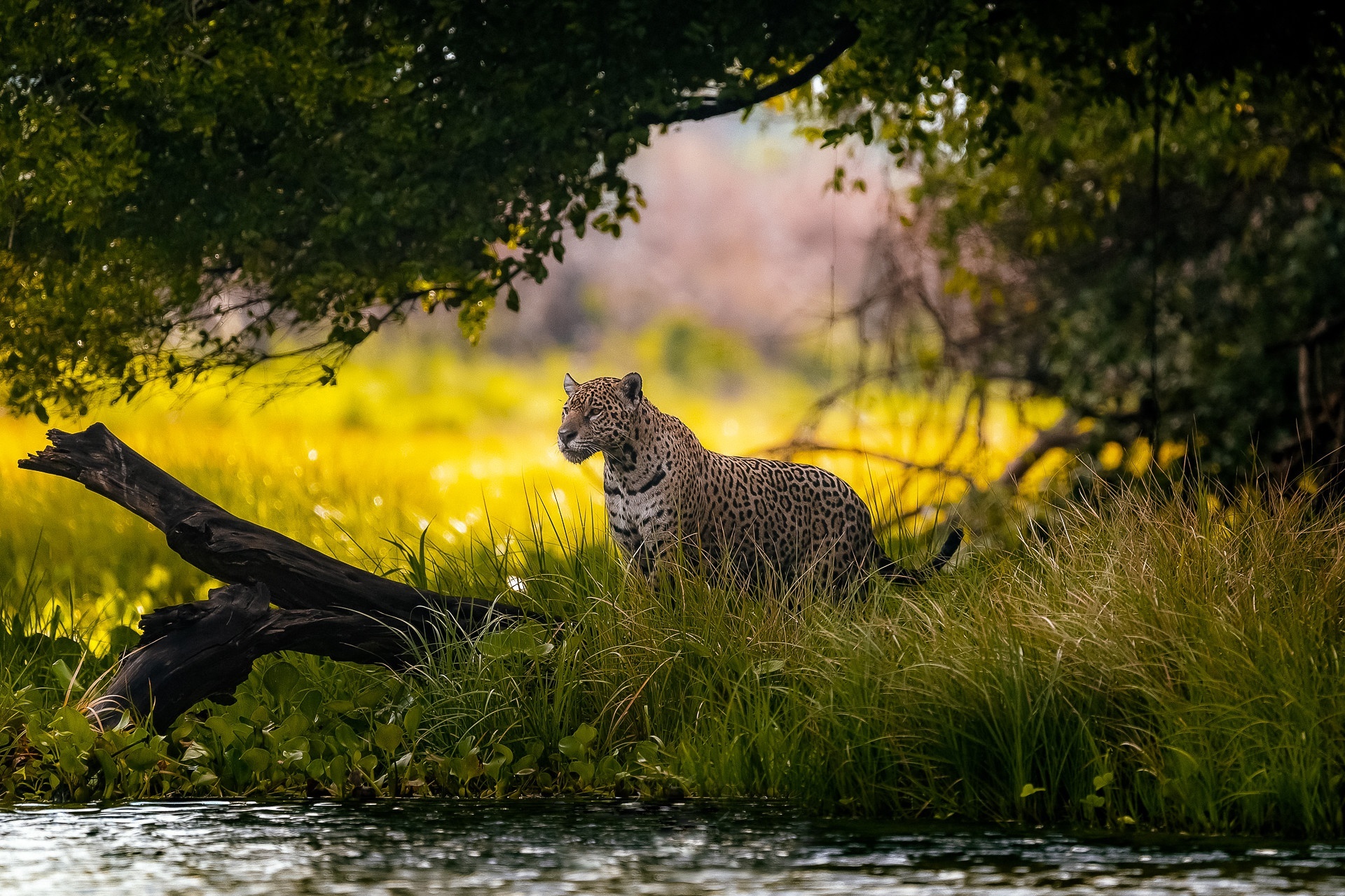 Jaguar in a lush green riverside environment HD Wallpaper