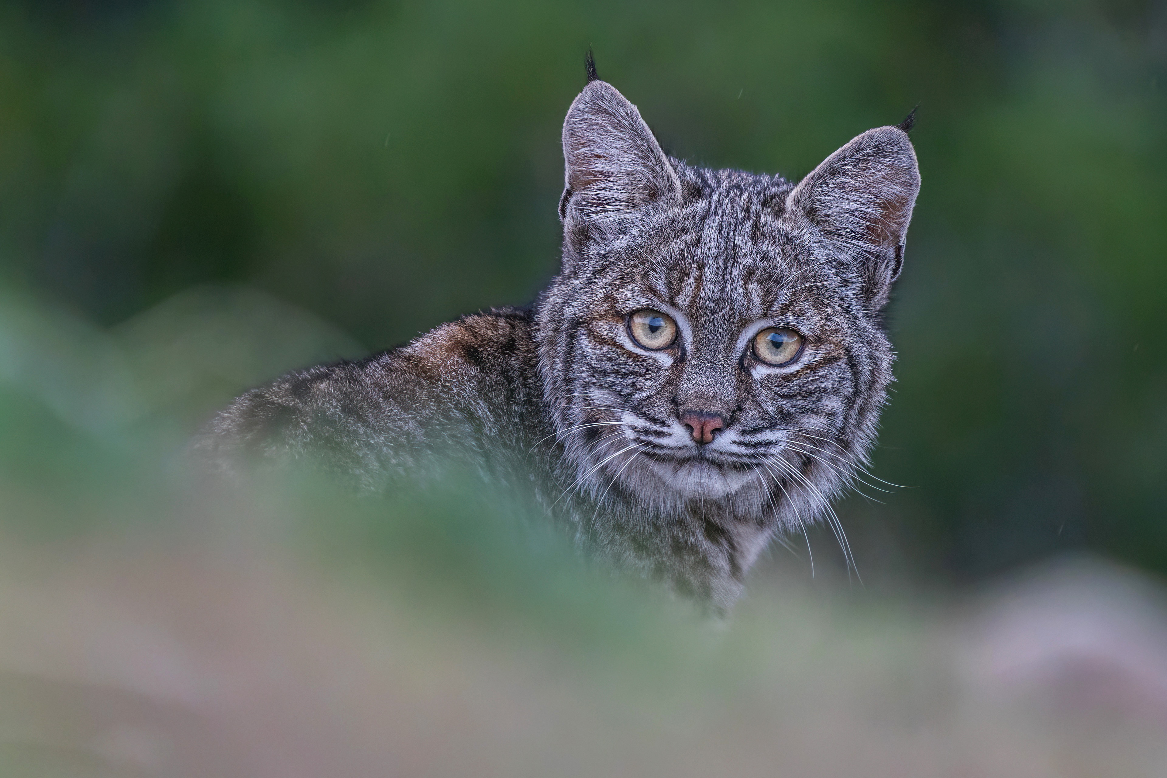 Bobcat in 4K HD Wallpaper