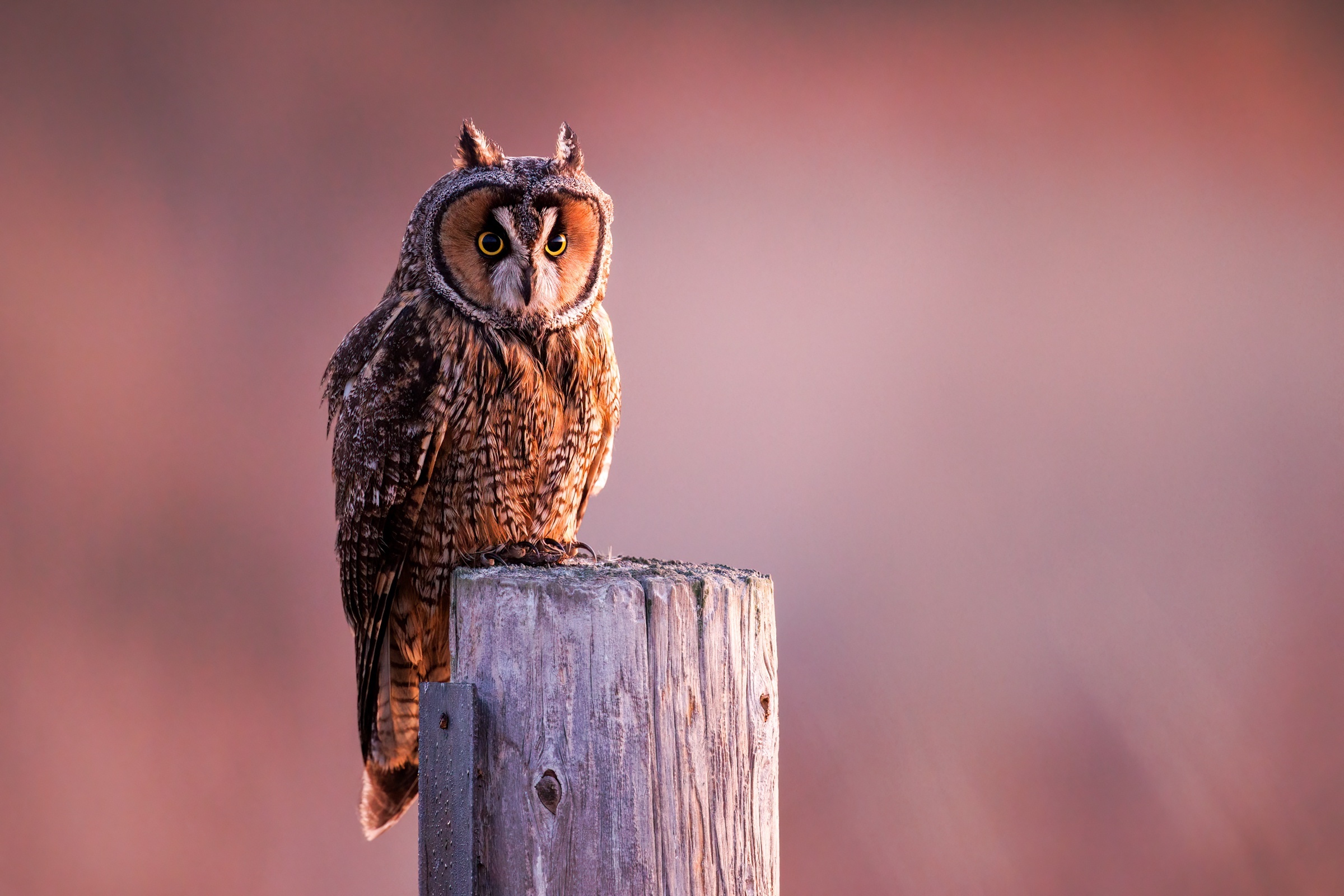 Long-eared owl perched on a wooden post HD Wallpaper