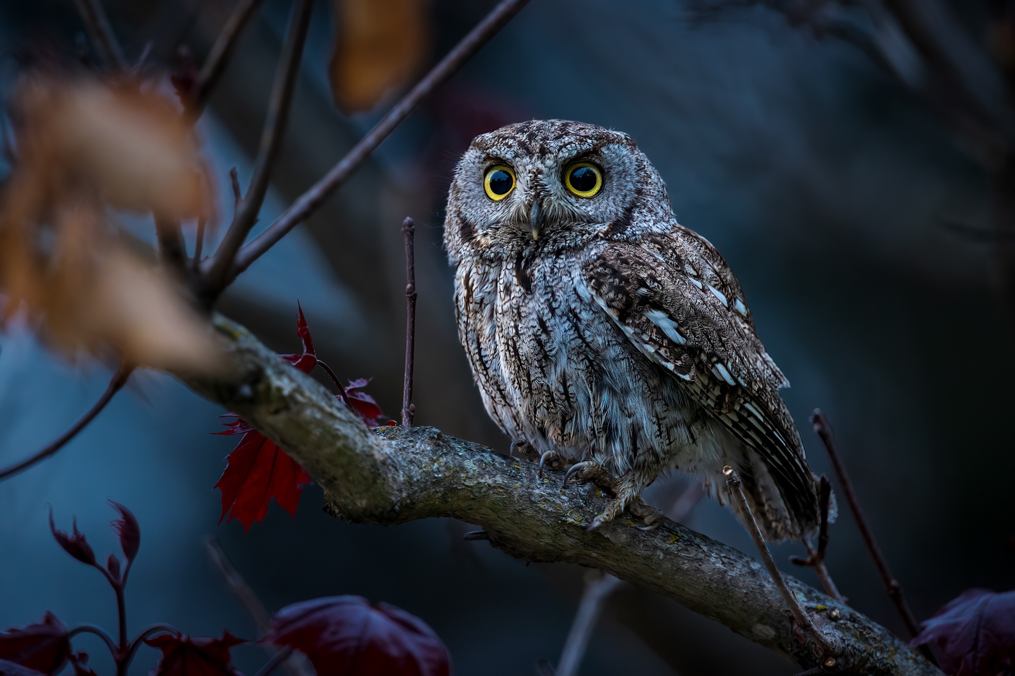 Eastern Screech Owl perched on a branch HD Wallpaper