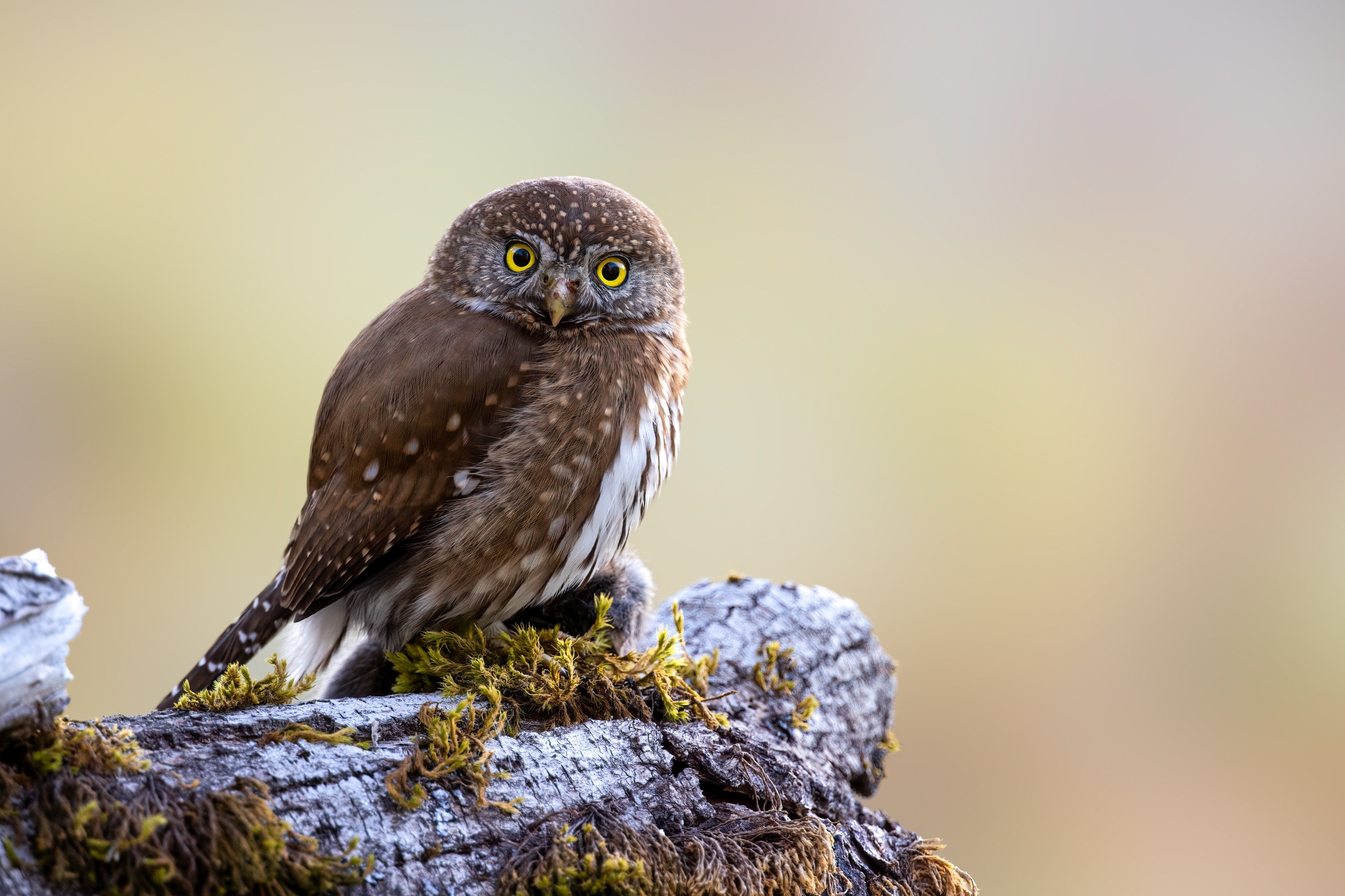 Small owl perched on a mossy log HD Wallpaper