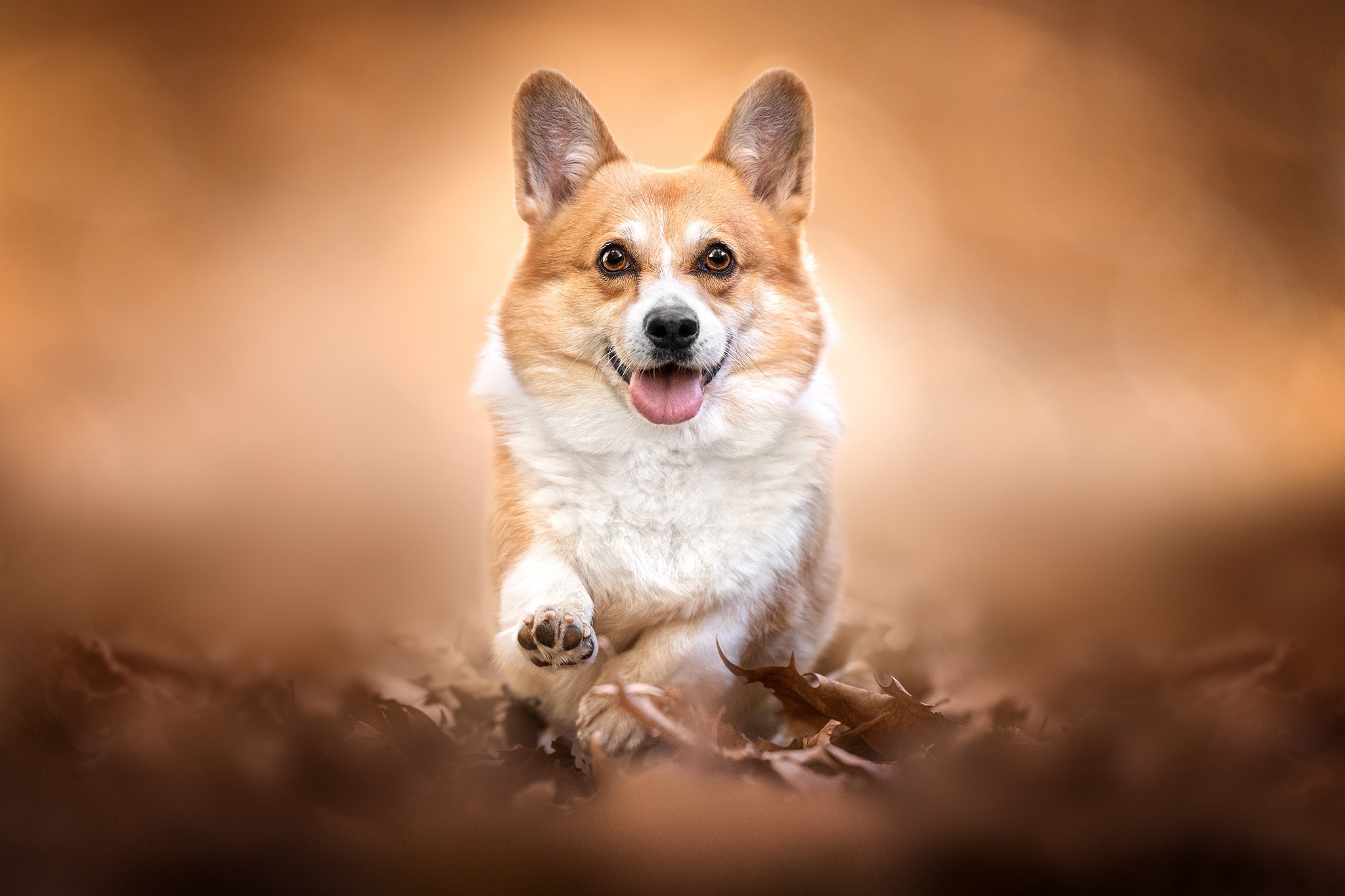 Pembroke Welsh Corgi running through leaves HD Wallpaper