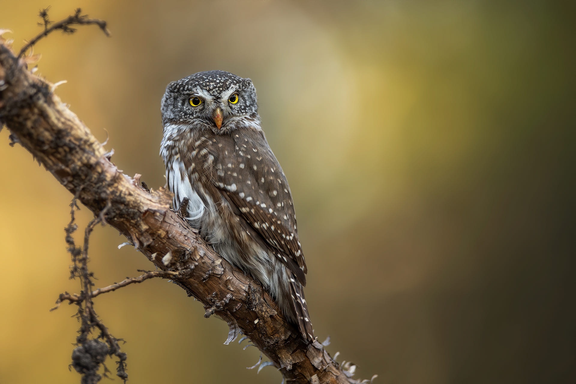 Small owl perched on a branch HD Wallpaper