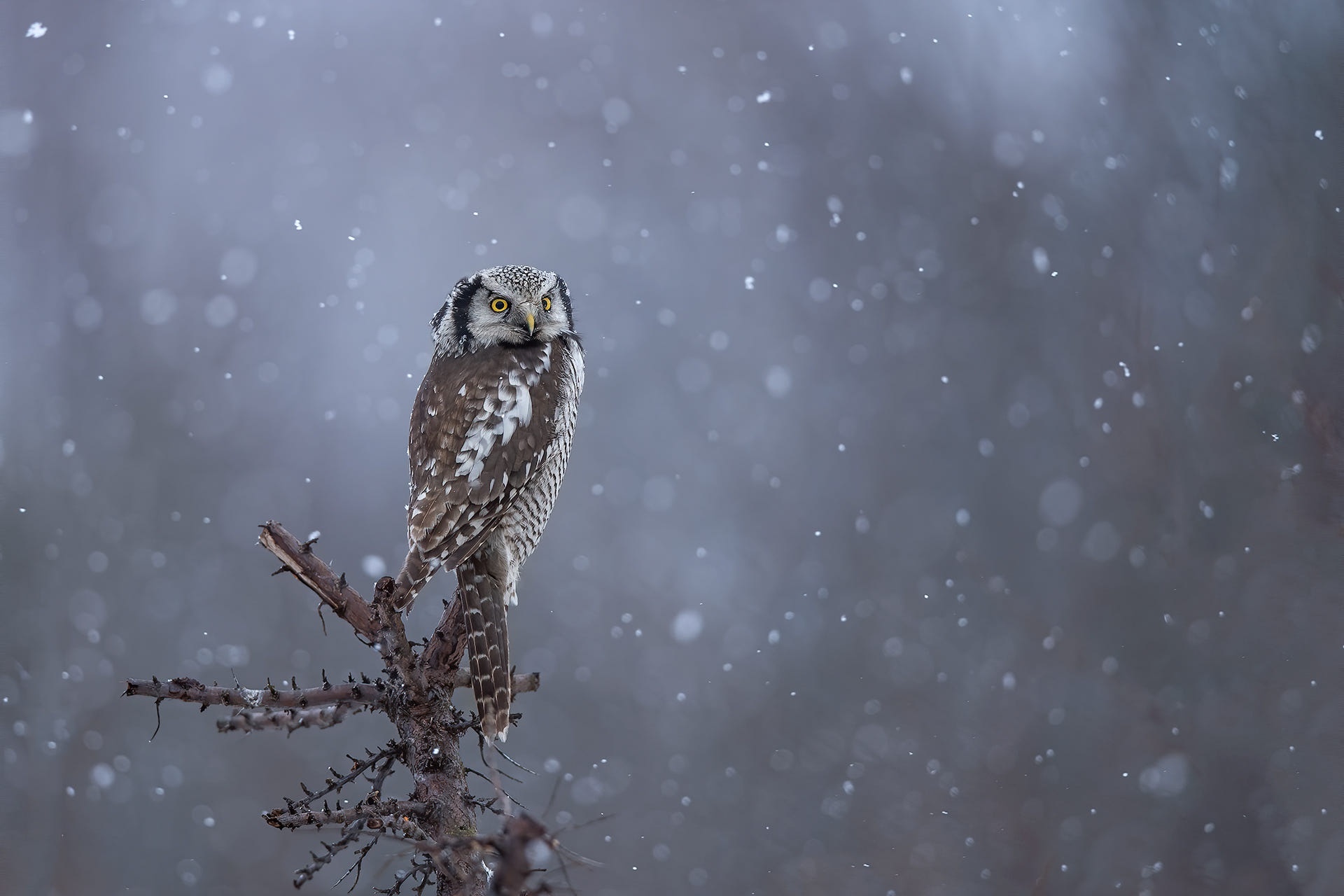 Northern Hawk Owl Perched on a Branch in Snowfall HD Wallpaper