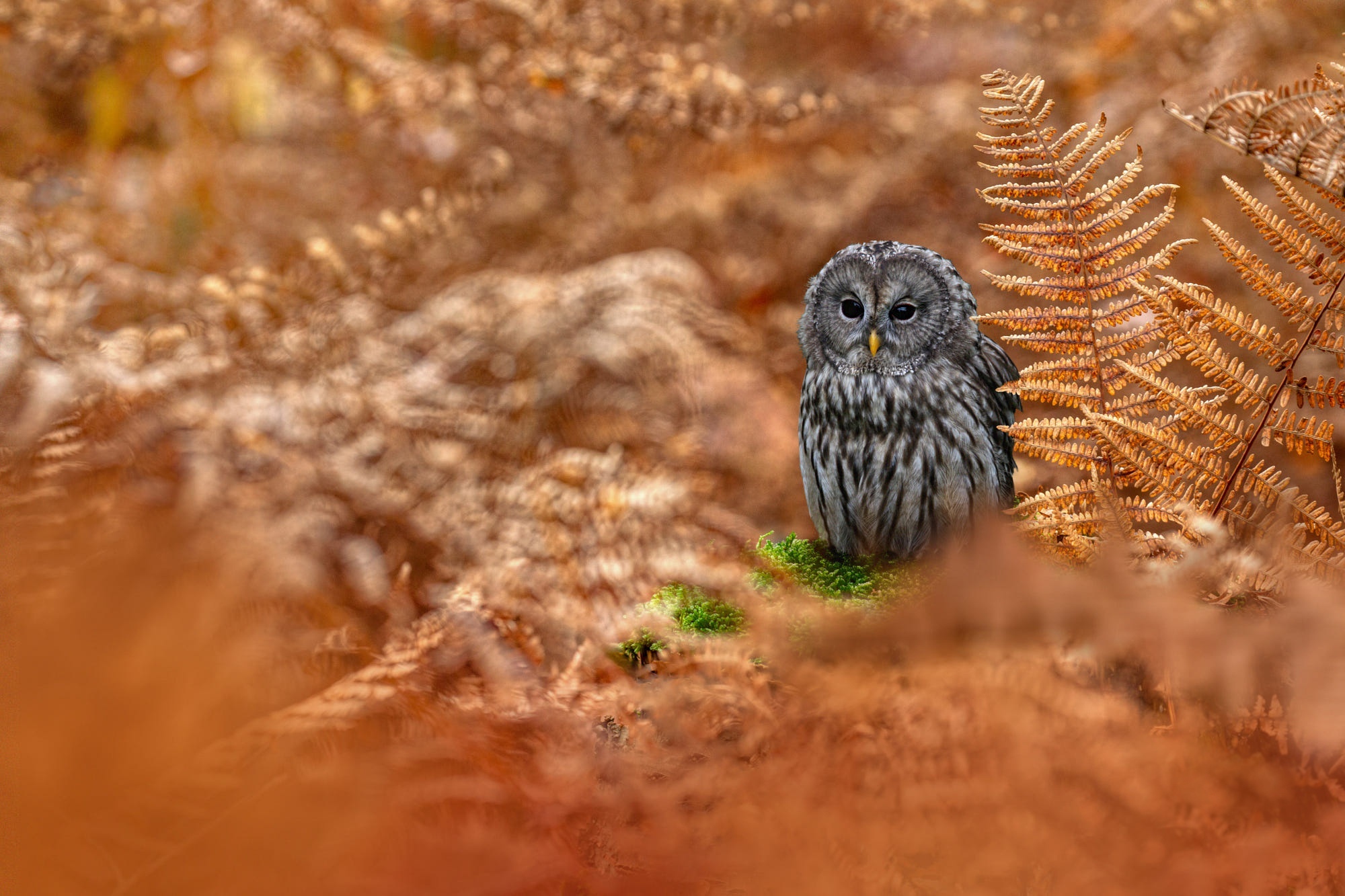 Ural Owl perched on mossy ground amidst ferns HD Wallpaper