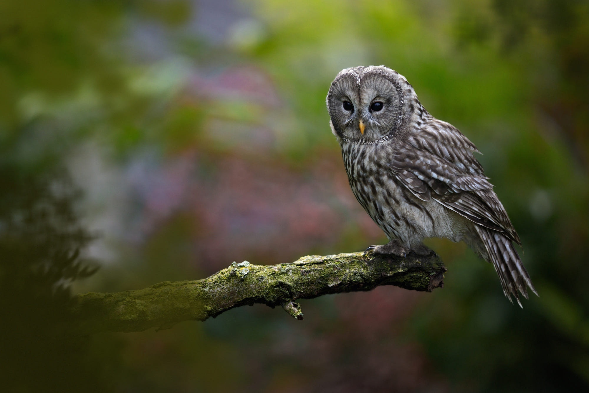 A Tawny Owl perched on a mossy branch HD Wallpaper