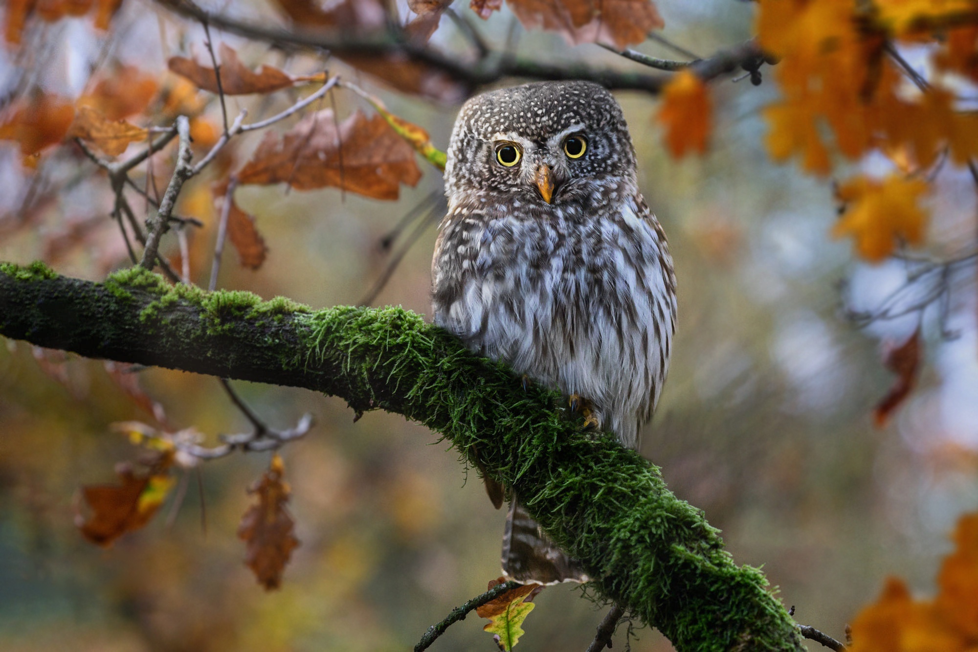 Small owl perched on a mossy branch in autumn HD Wallpaper