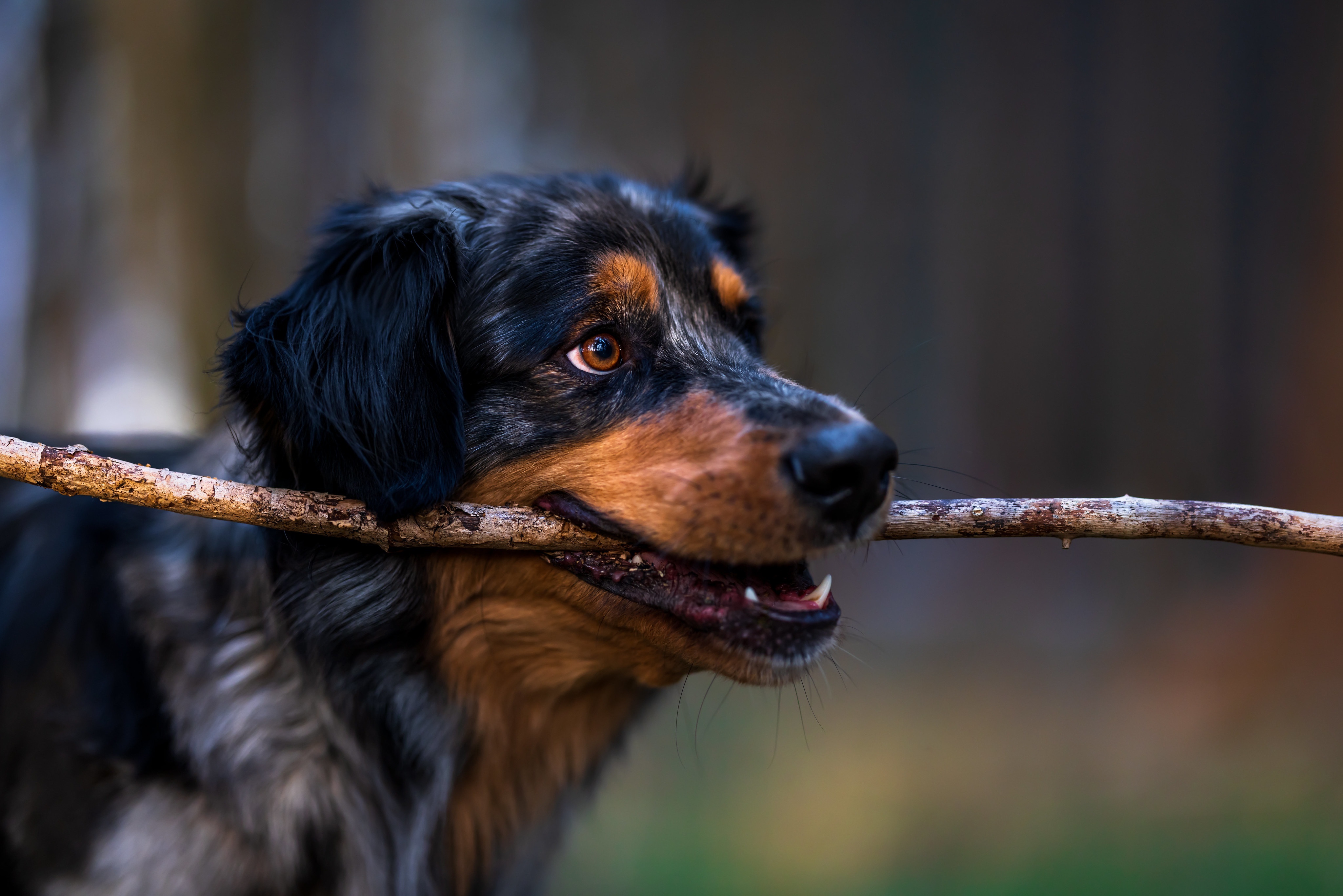 Dog holding a stick 4K HD Wallpaper