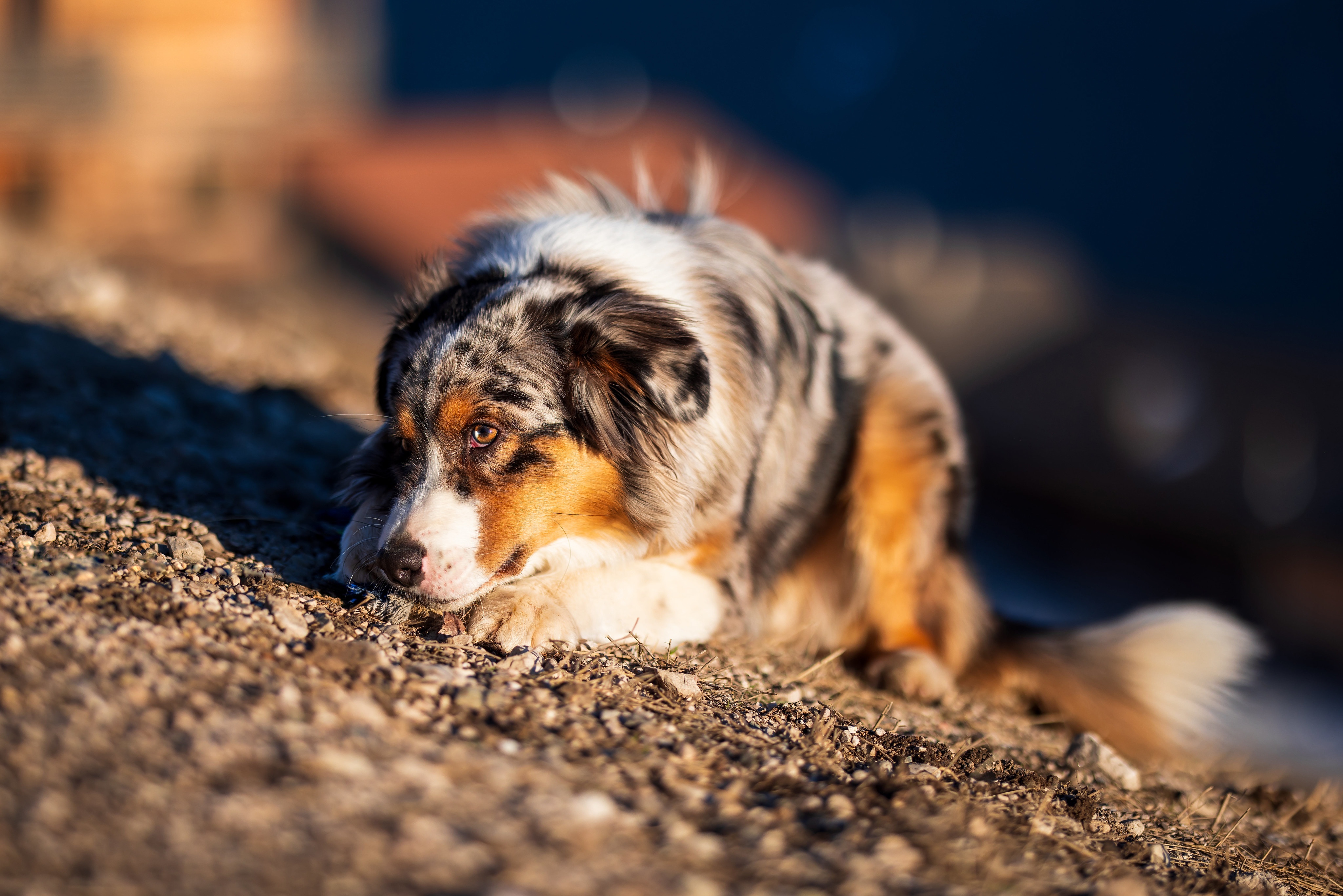 Australian Shepherd puppy lying on the ground HD Wallpaper
