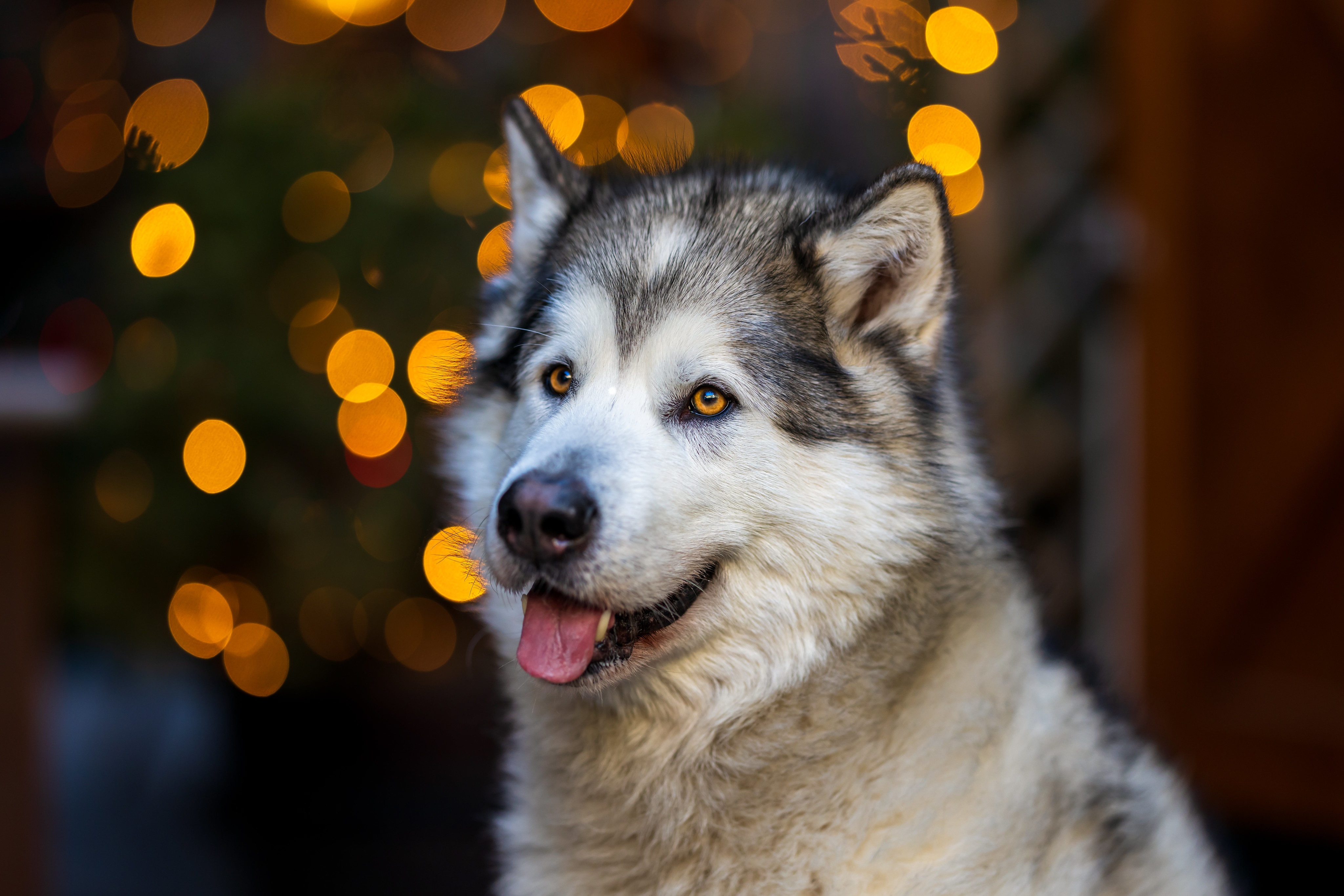 Alaskan Malamute with bokeh lights HD Wallpaper