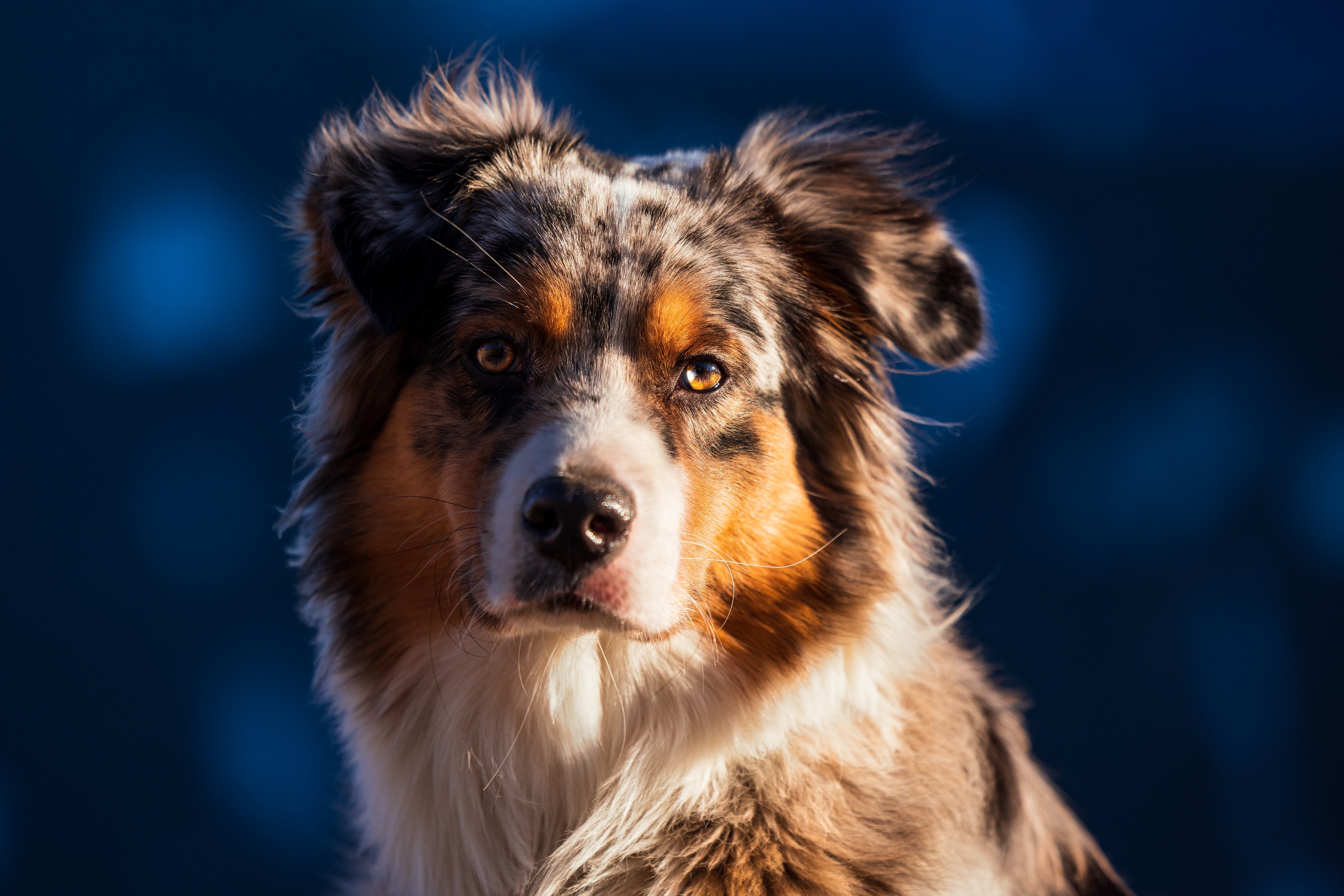 Australian Shepherd dog portrait 4K HD Wallpaper