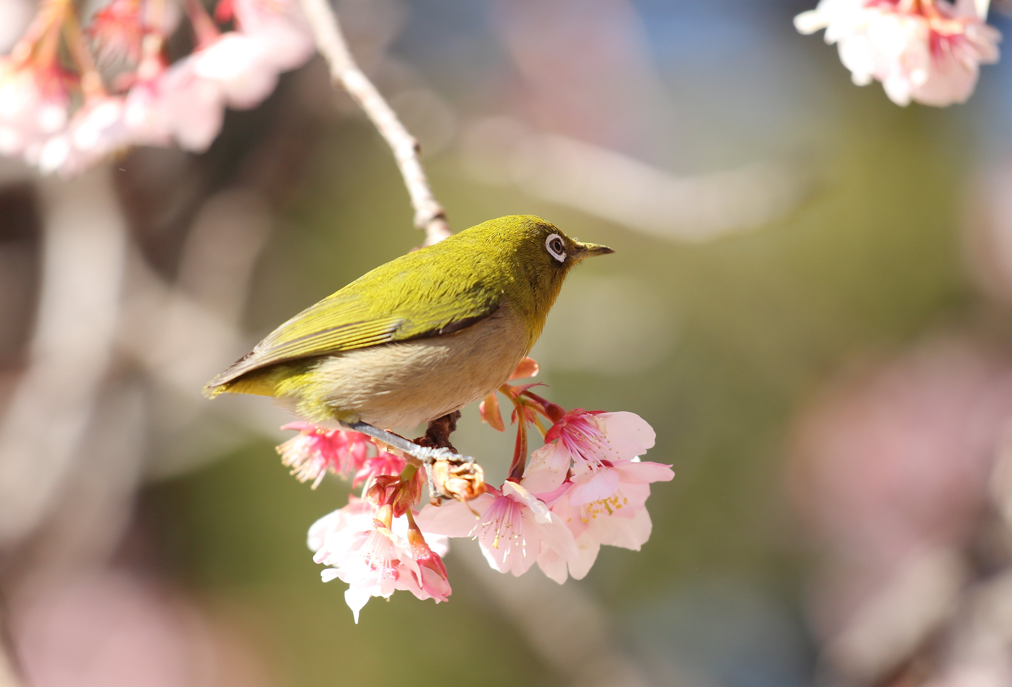 Japanese White-eye Bird on Cherry Blossoms 4K HD Wallpaper