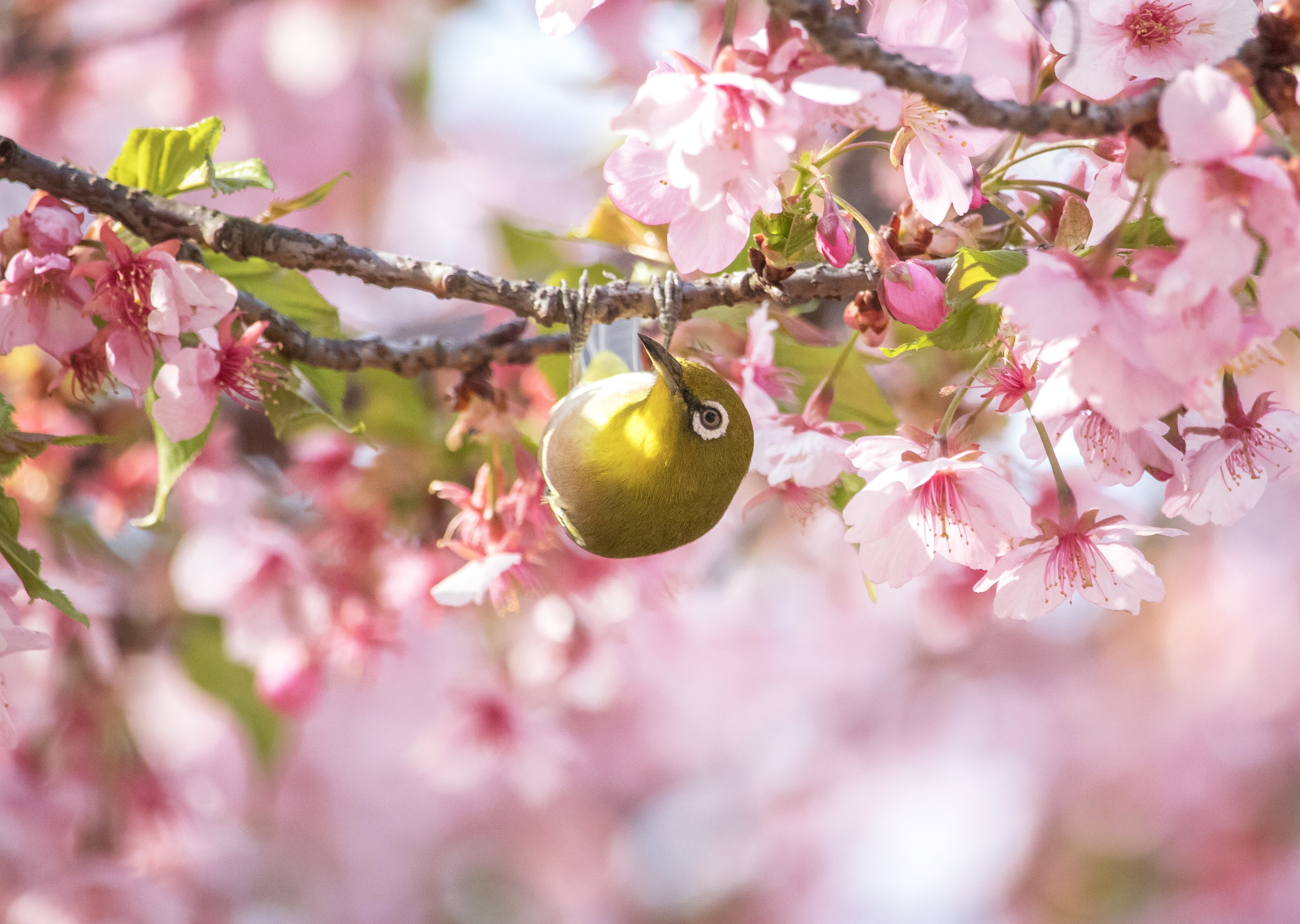 Japanese White-eye bird on cherry blossom branch HD Wallpaper